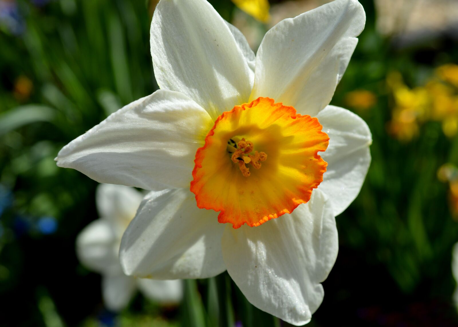 Nikon D3200 sample photo. Narcissus, osterglocken, blossom photography