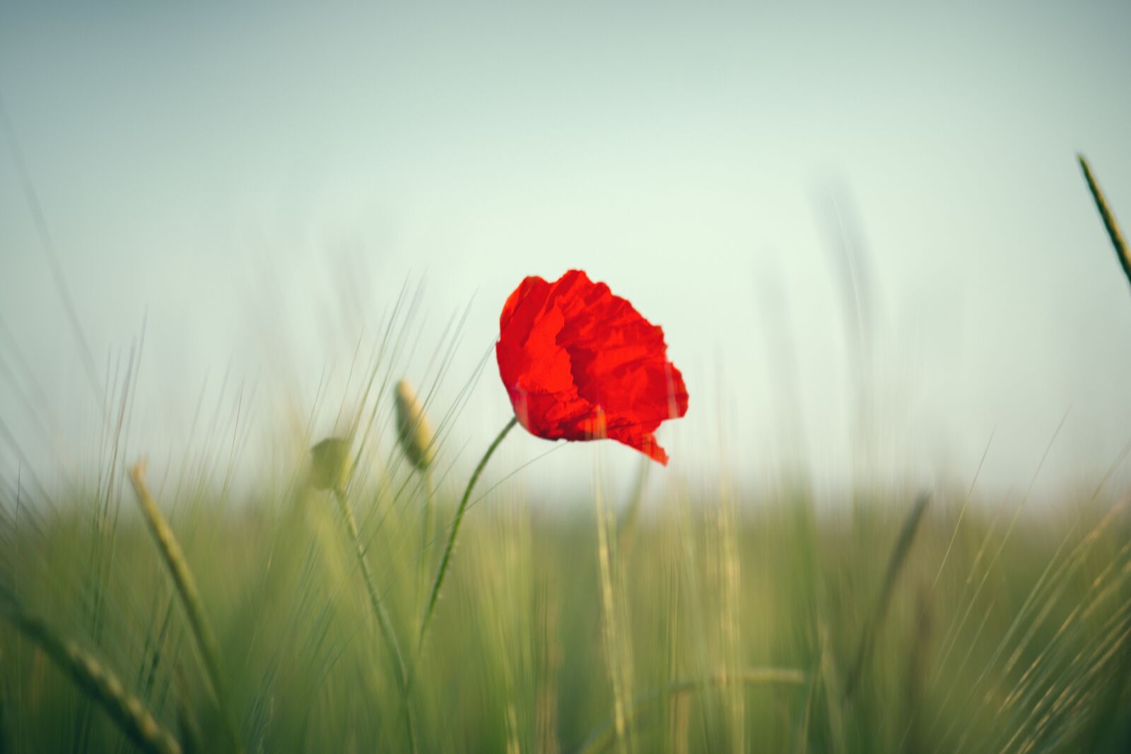 Canon EOS 70D + Canon EF 85mm F1.8 USM sample photo. Poppy, red, field photography