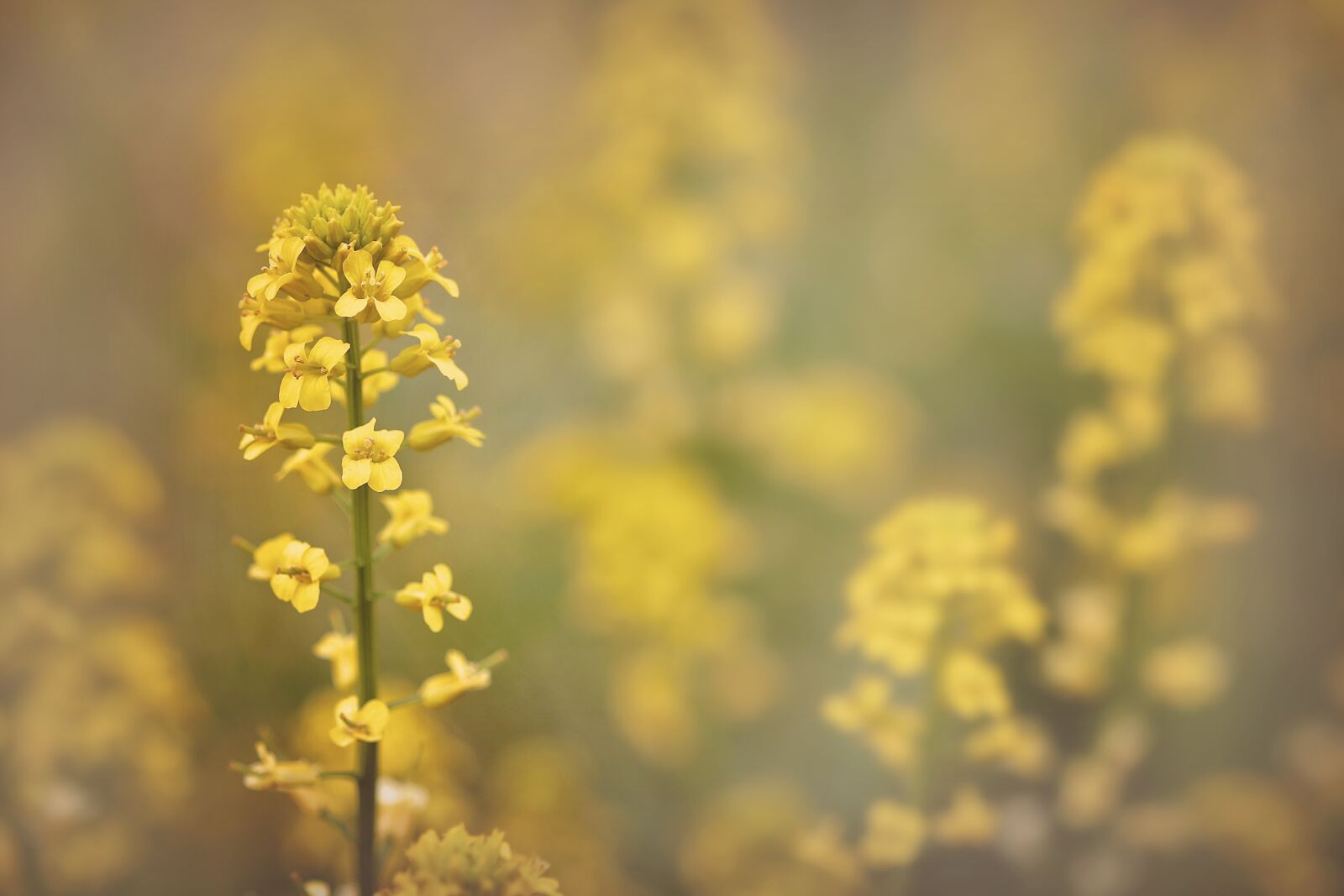 Canon EOS 70D + Canon EF 100mm F2.8 Macro USM sample photo. Flower, spring, yellow photography