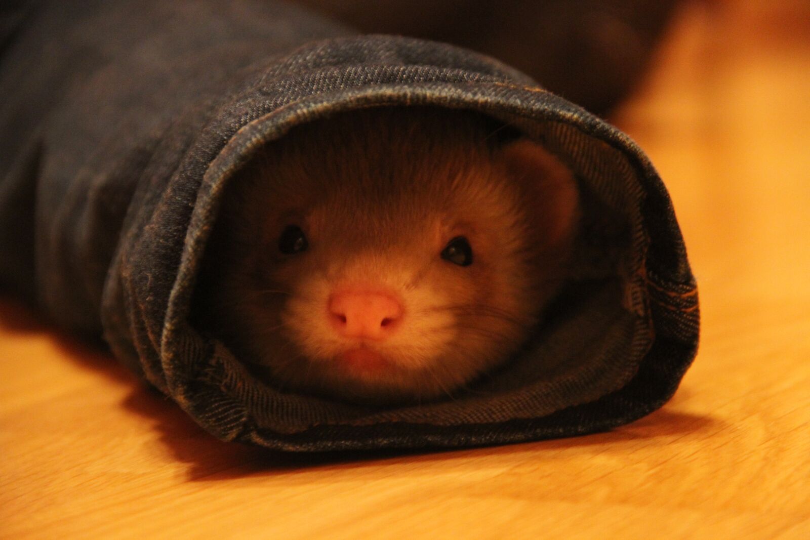 Canon EOS 7D sample photo. Pet, ferret, ferrets photography