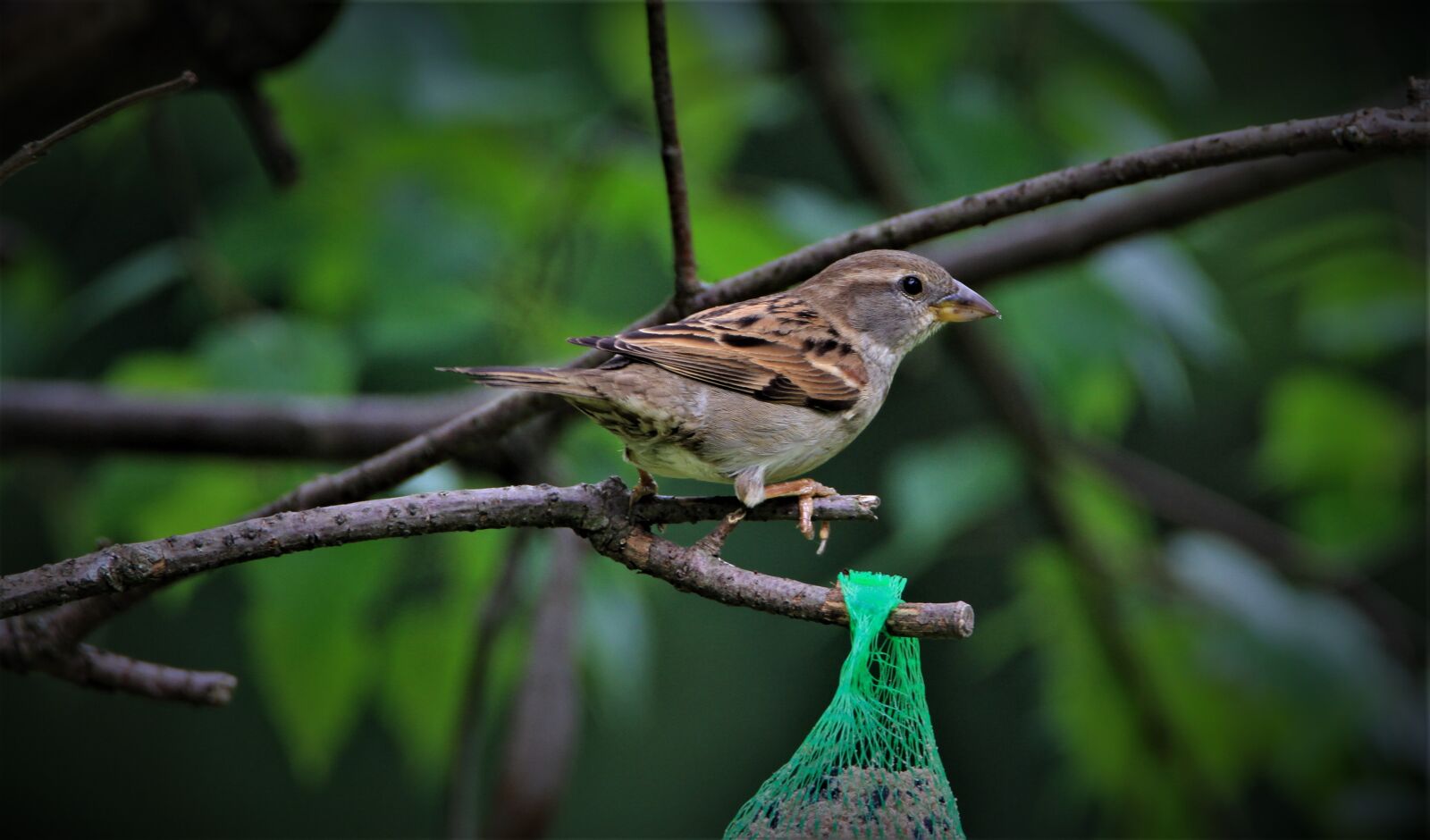Tamron SP 150-600mm F5-6.3 Di VC USD sample photo. Sparrow, bird, songbird photography