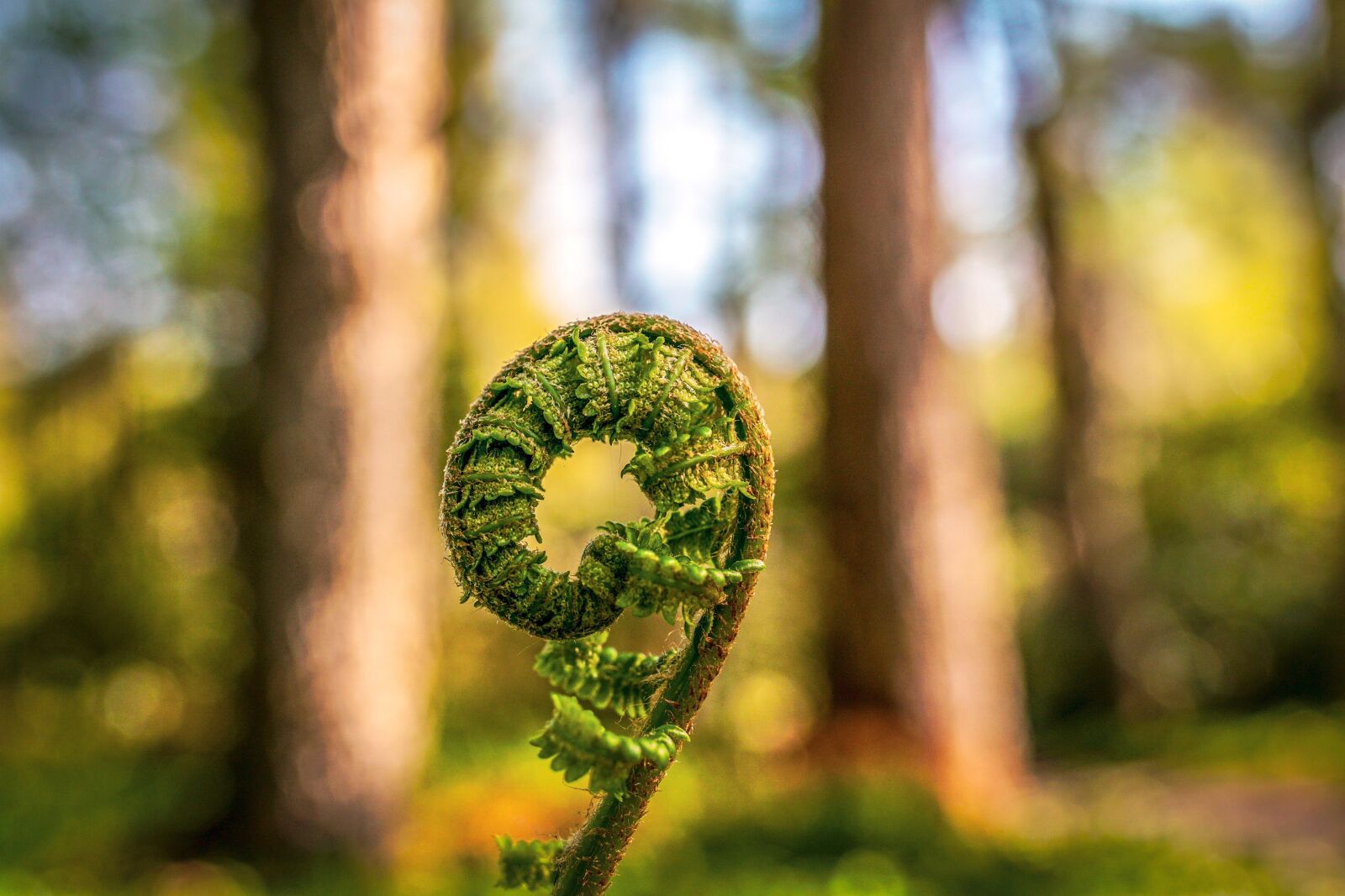 35mm F1.4 sample photo. Fern, unroll, green photography