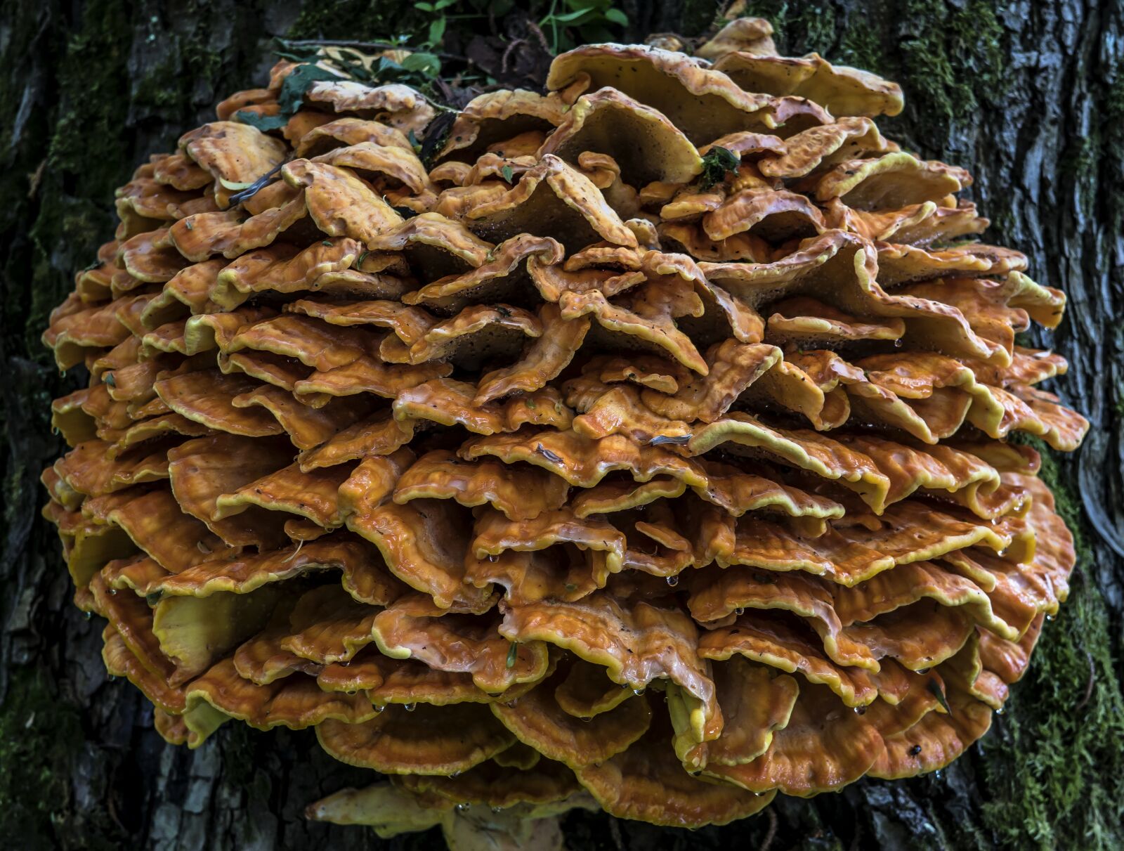 Sony a6300 + Sigma 30mm F2.8 EX DN sample photo. Tinder, tinder fungus, mushroom photography