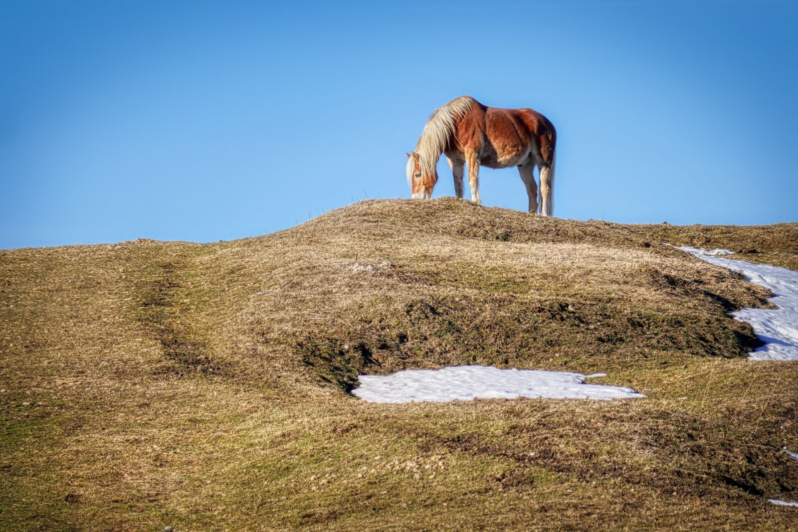 Panasonic Lumix DMC-GX8 sample photo. Horse, pasture, hill photography