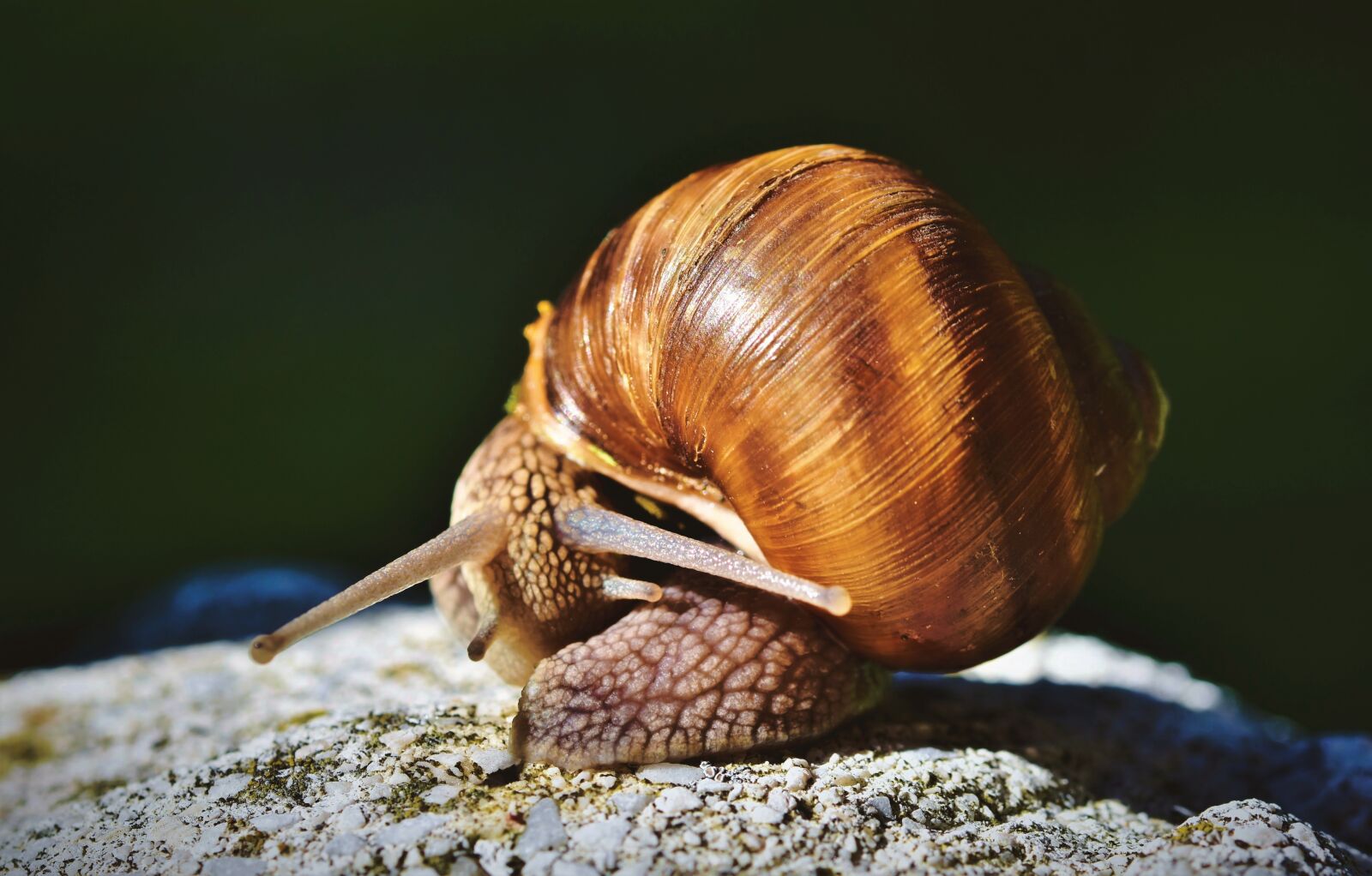 Nikon D7200 sample photo. Snail, shell, mollusk photography