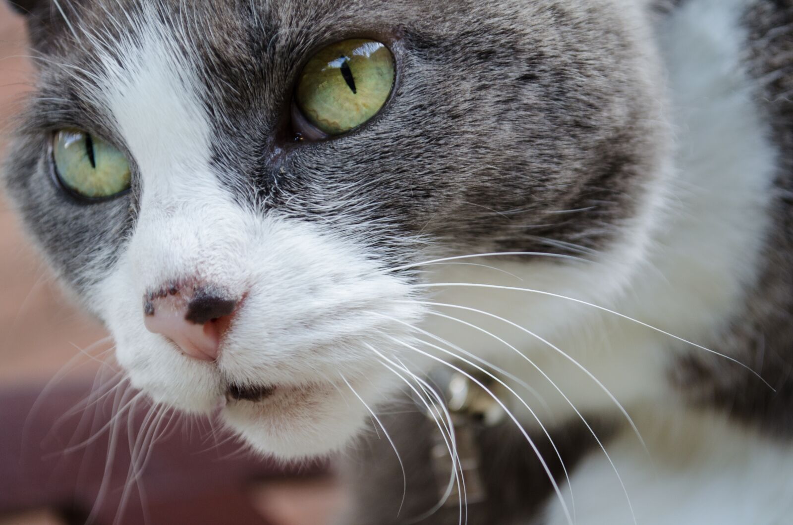 Nikon D5100 sample photo. Cat, whiskers, eye photography