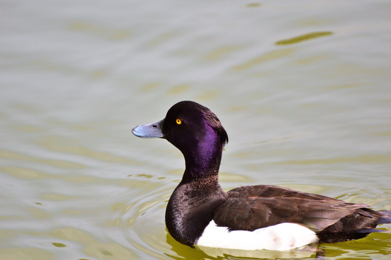 Nikon D3200 sample photo. Duck, water bird, row photography