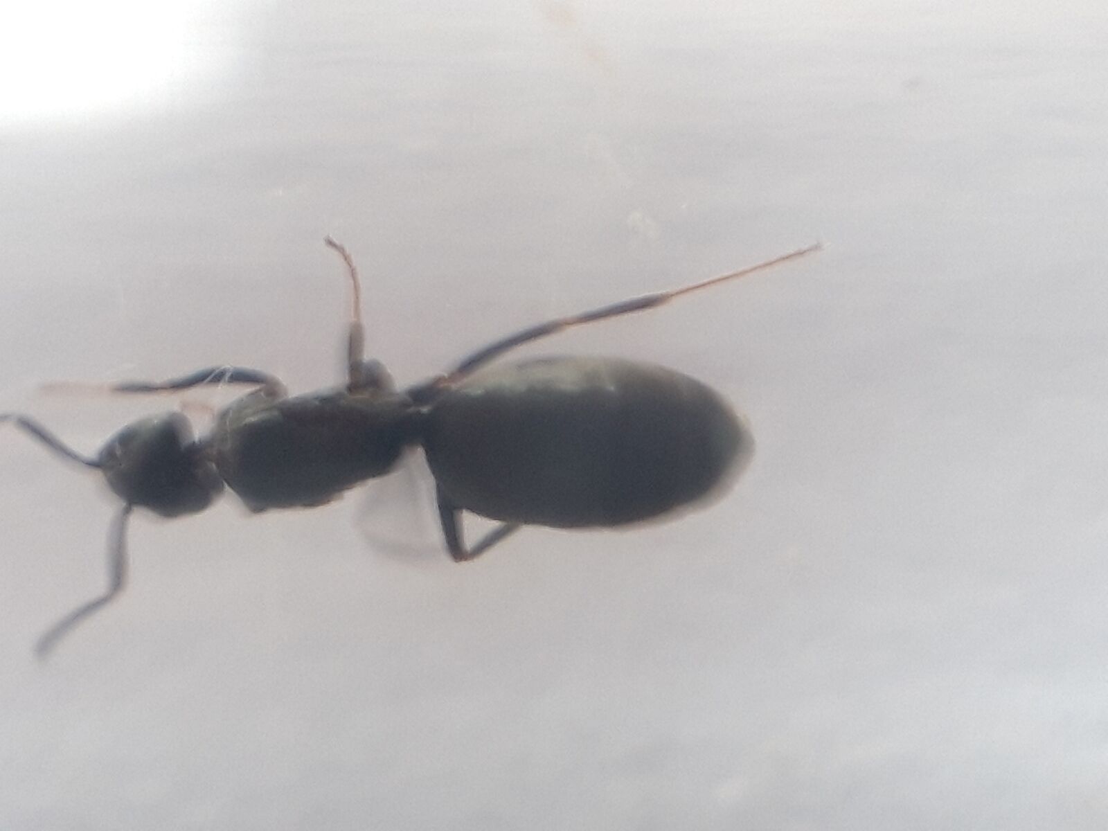 Samsung Galaxy A6 sample photo. Ant, queenant, antkeeping photography