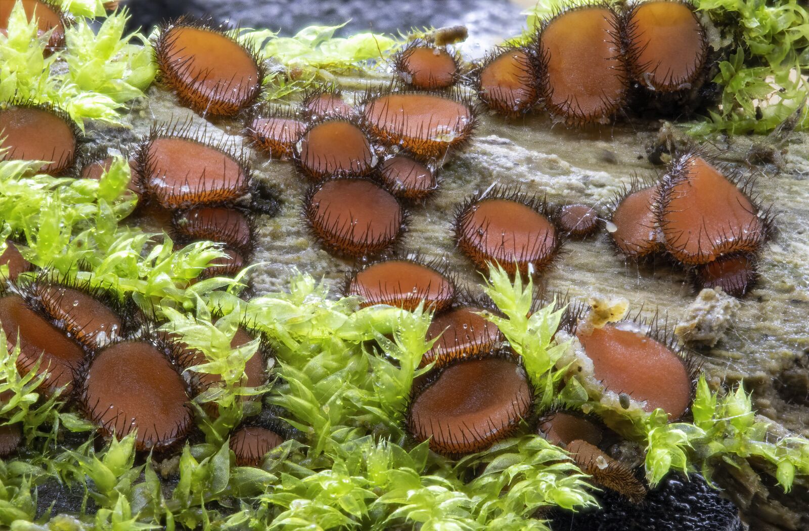 Canon EOS 800D (EOS Rebel T7i / EOS Kiss X9i) sample photo. Eyelash-fungi, fungus, orange photography