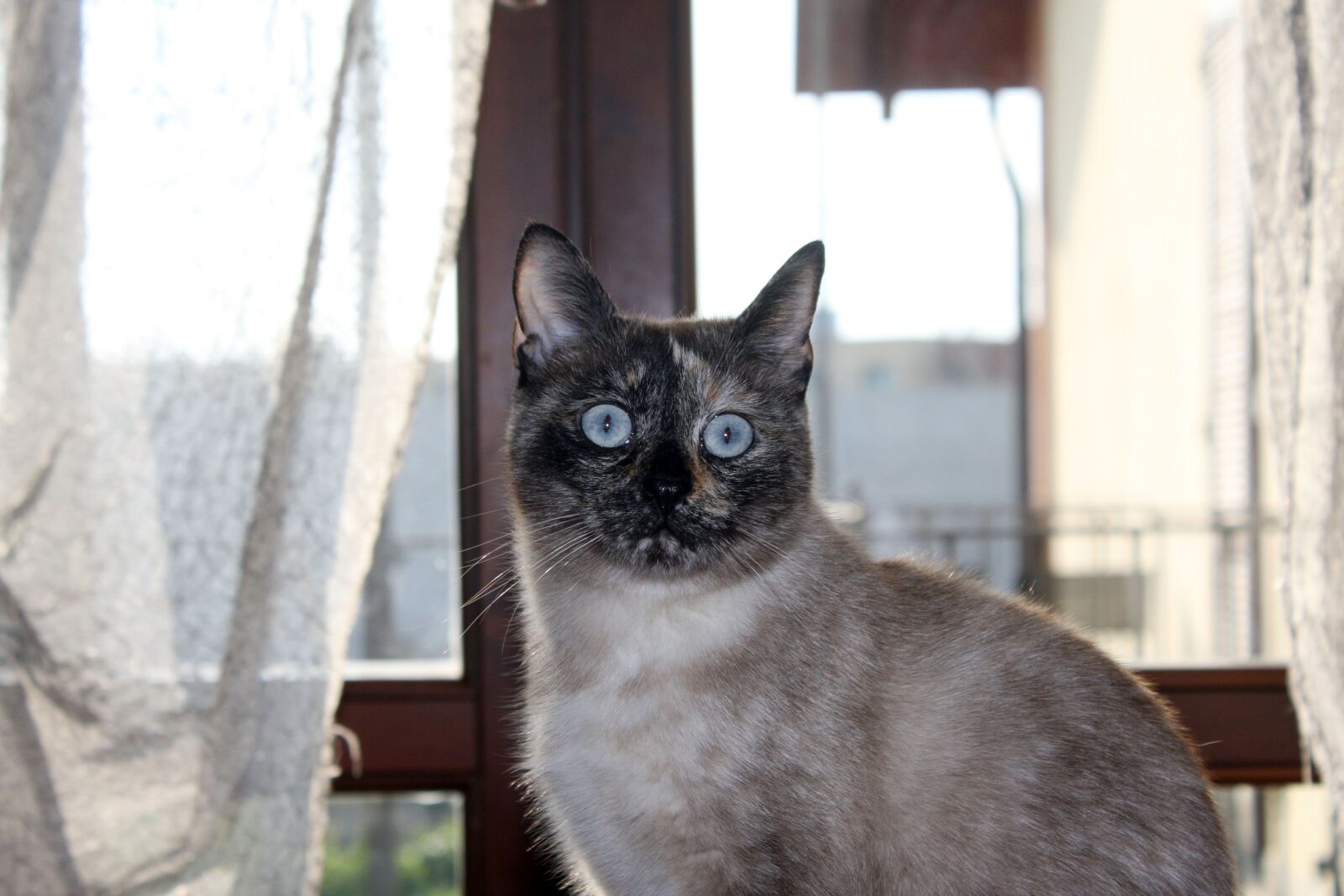 Canon EOS 40D sample photo. Cat, siamese, feline photography
