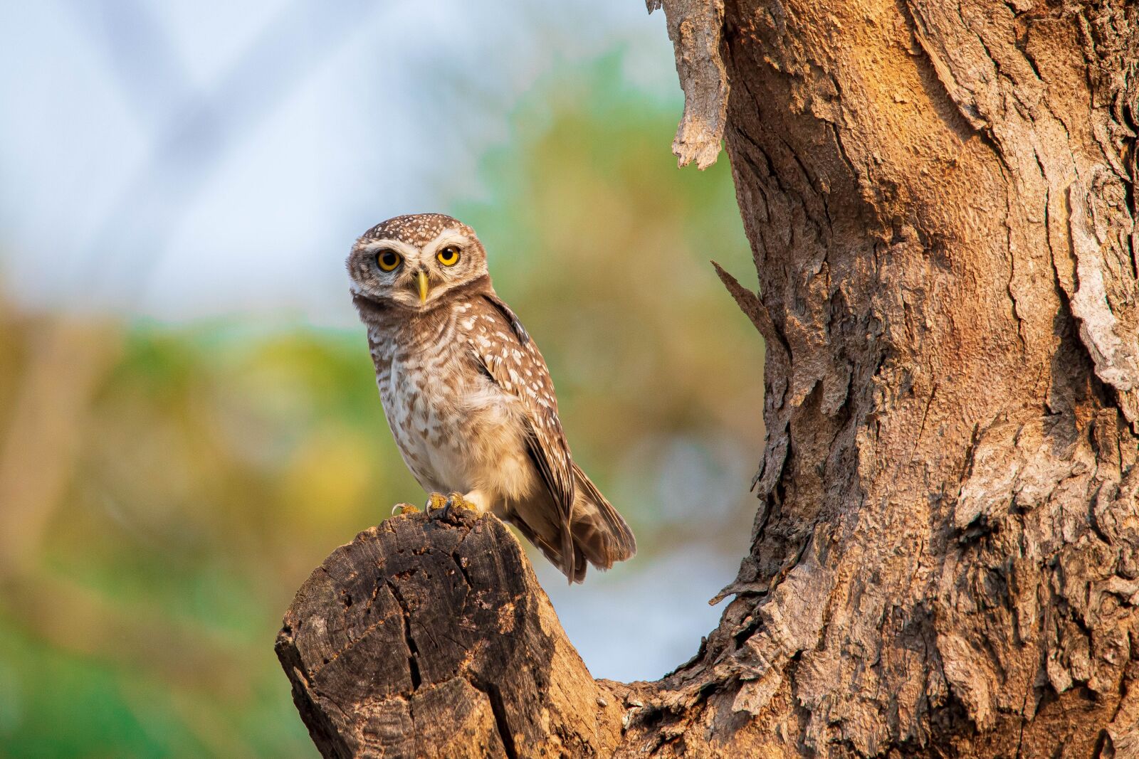 150-600mm F5-6.3 DG OS HSM | Contemporary 015 sample photo. Spotted owlet, bird, thailand photography