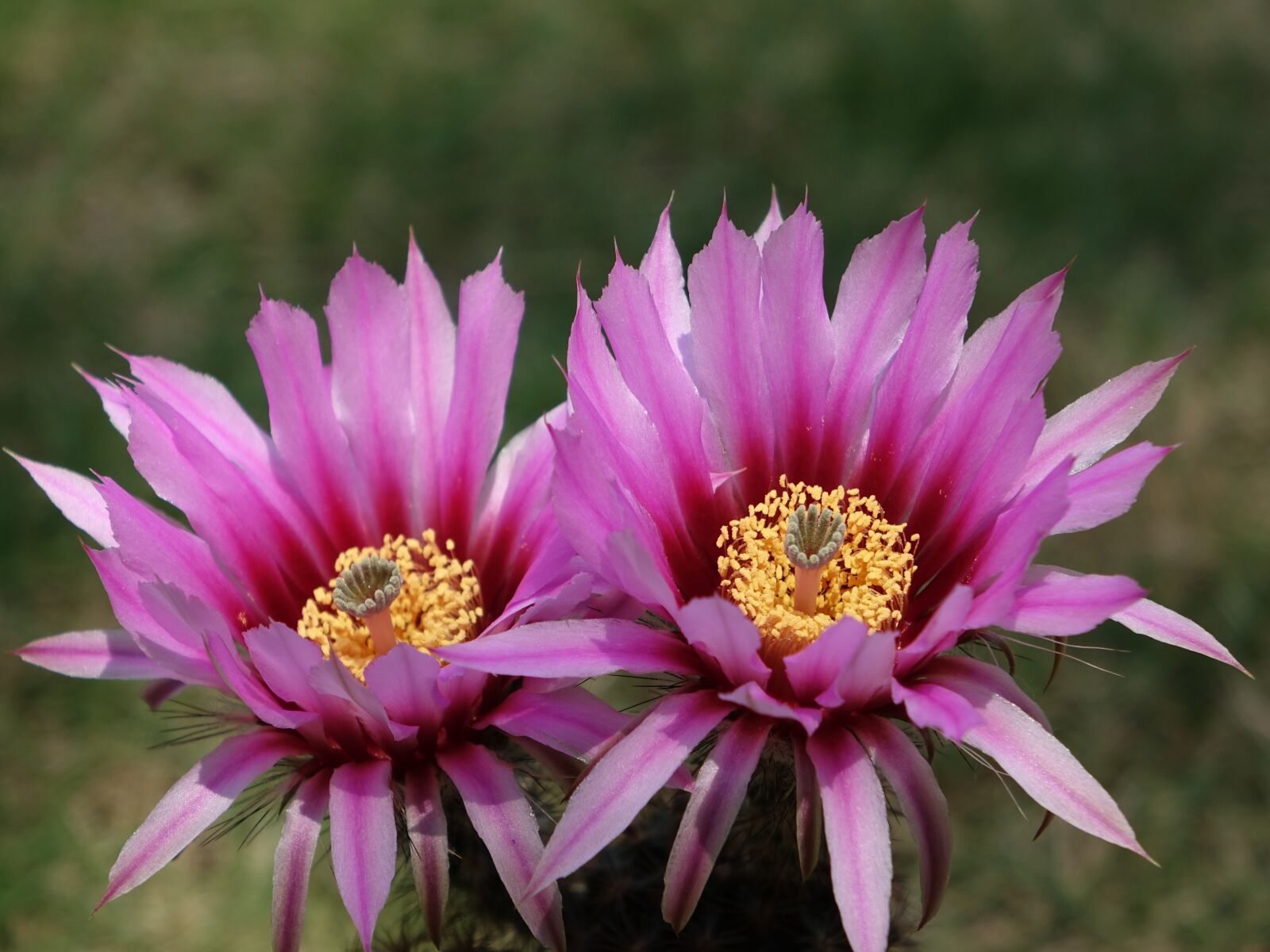 Sony Cyber-shot DSC-RX10 sample photo. Cactus flower, flower, plant photography