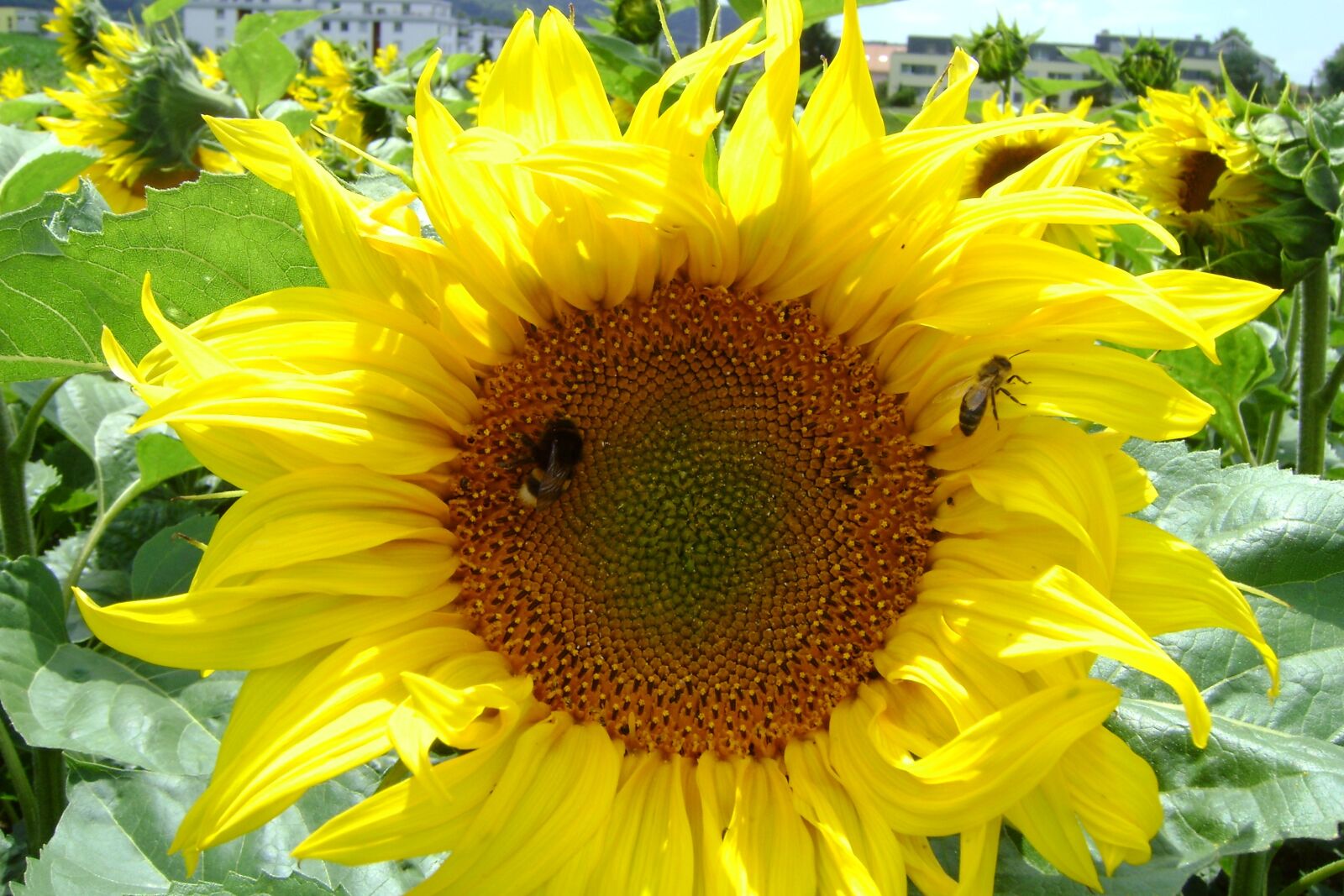 Sony DSC-S730 sample photo. Sunflower field, sunflower, sunflowers photography