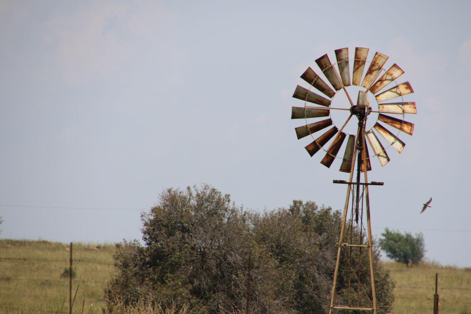 Canon EOS 7D Mark II sample photo. Bird, farm, nature, outside photography