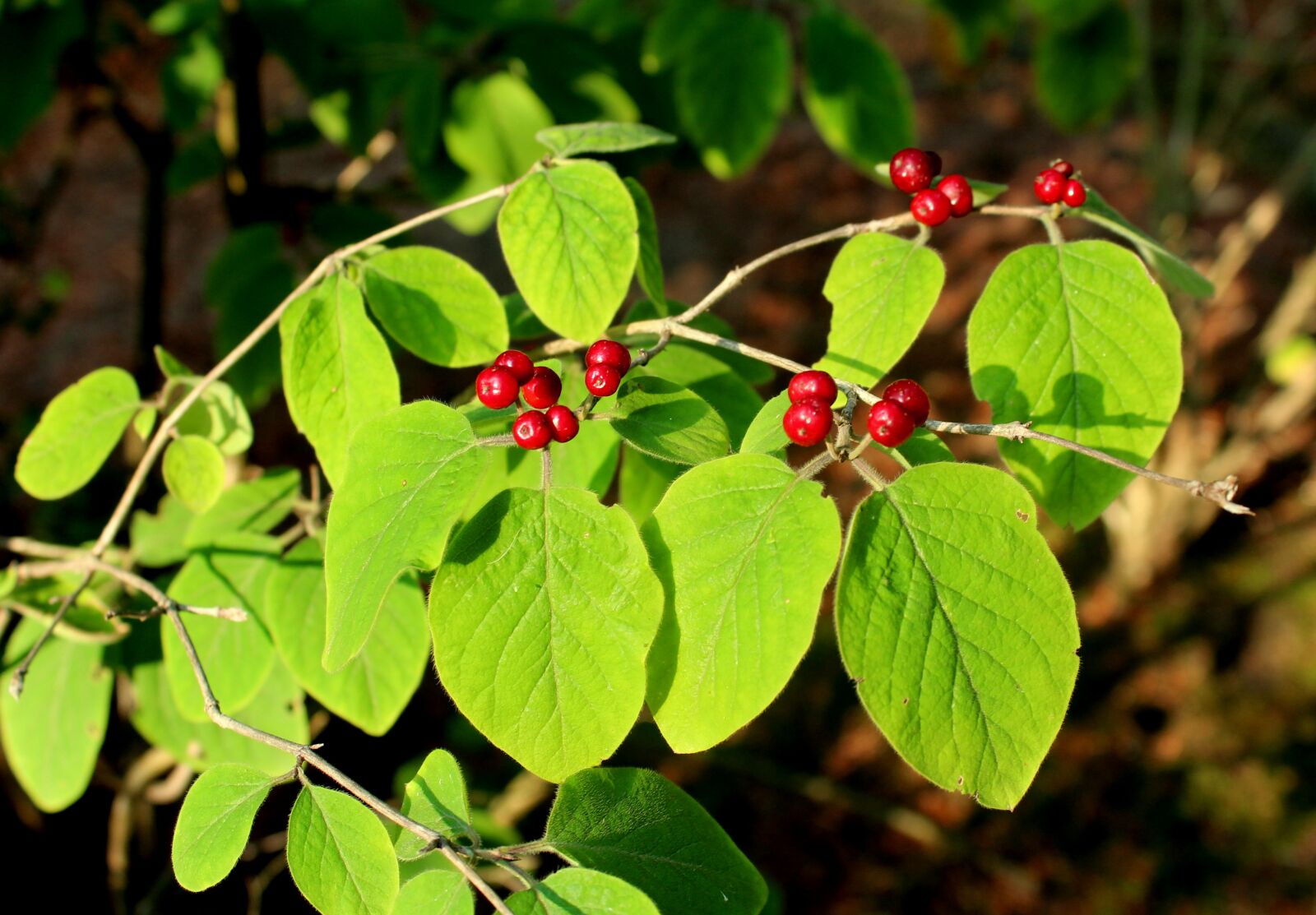 Canon EOS 1200D (EOS Rebel T5 / EOS Kiss X70 / EOS Hi) sample photo. Bush, honeysuckle common, ornamental photography