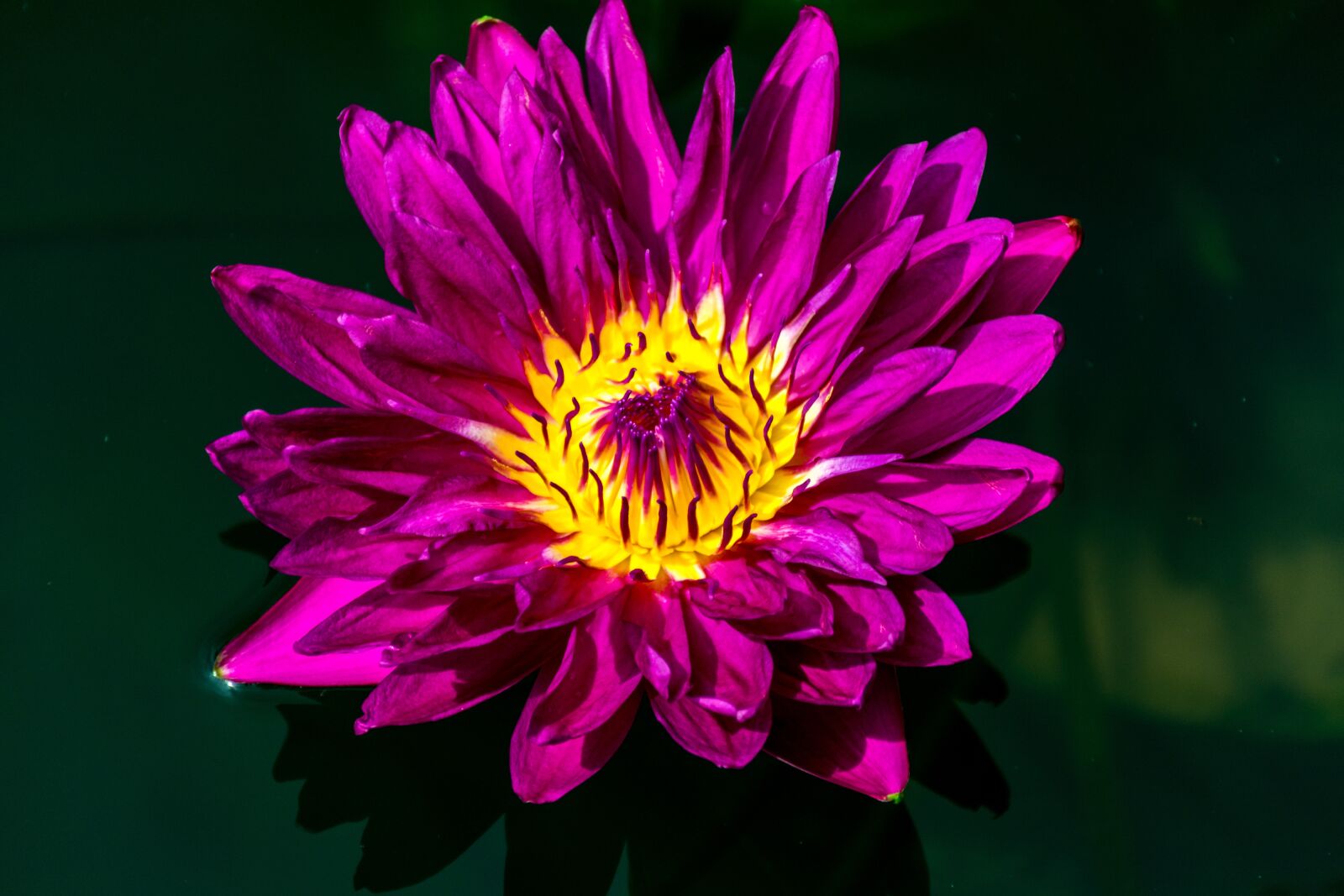 Nikon D5300 sample photo. Flower, nature, red photography