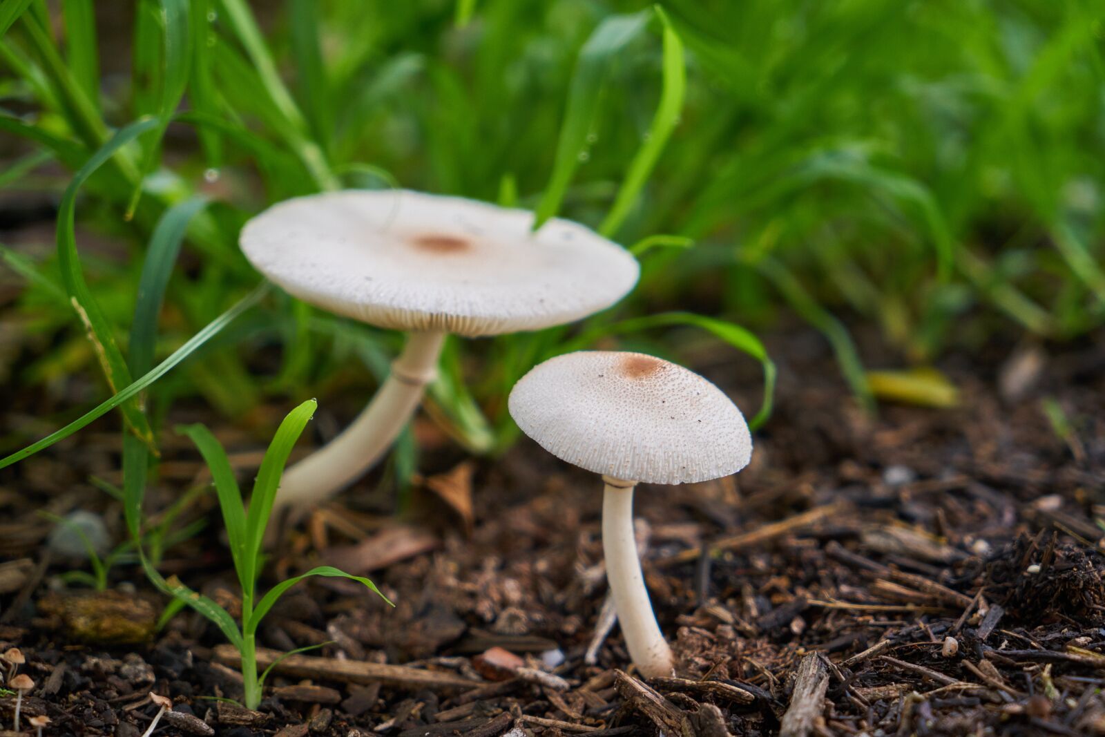 Sony a7R II sample photo. Mushroom, plant, forest photography