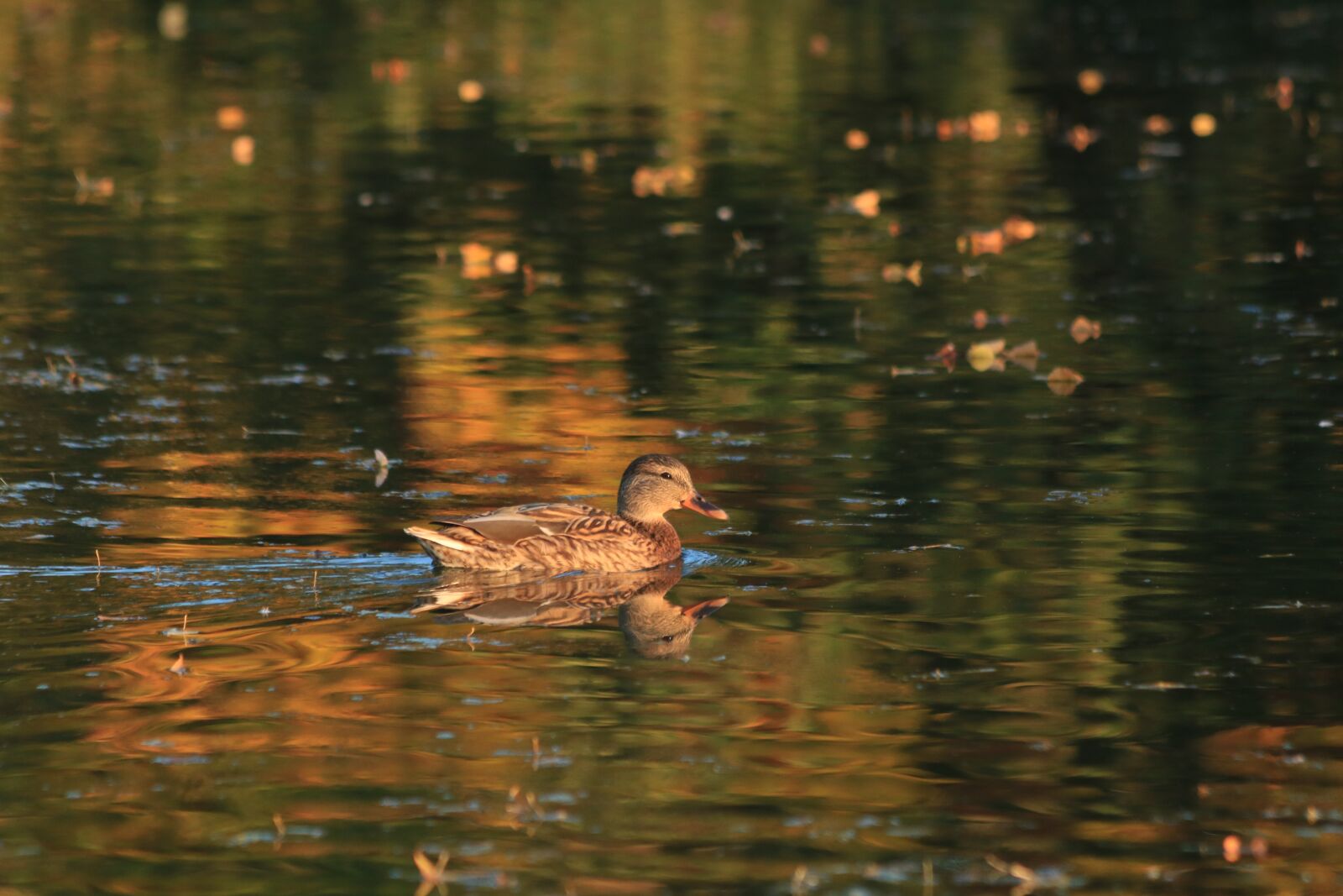 Canon EOS 750D (EOS Rebel T6i / EOS Kiss X8i) + Canon EF 70-300mm F4-5.6 IS USM sample photo. Duck, pond, water photography