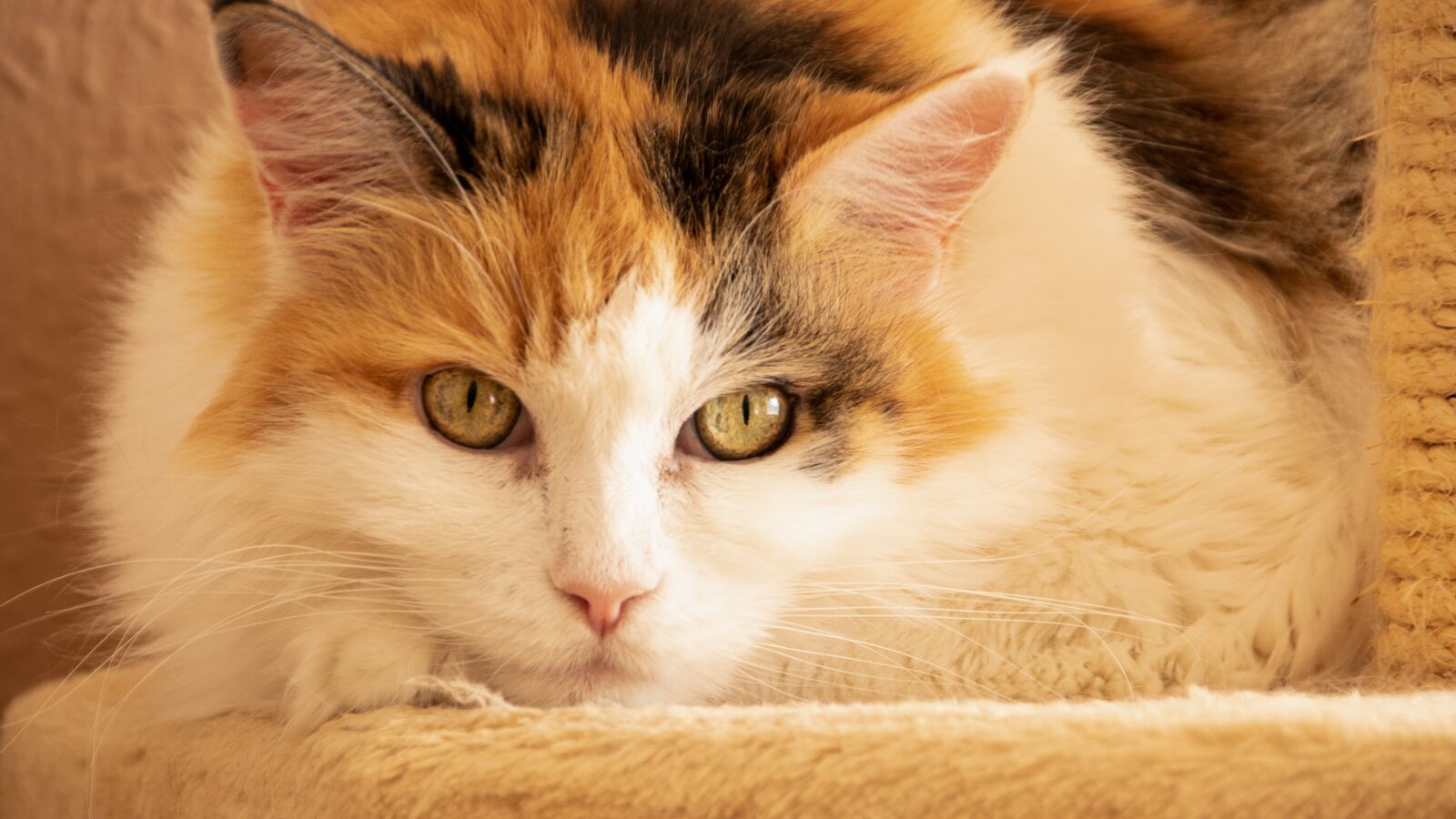 Canon EOS 80D sample photo. Nature, animals, pets photography