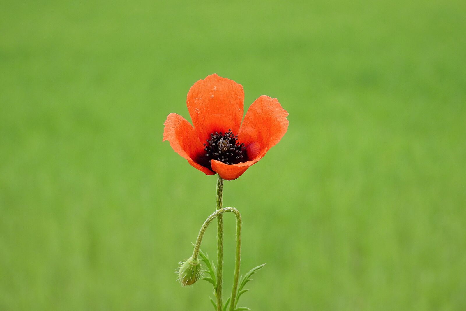 Nikon Coolpix P900 sample photo. Poppy, meadow, nature photography
