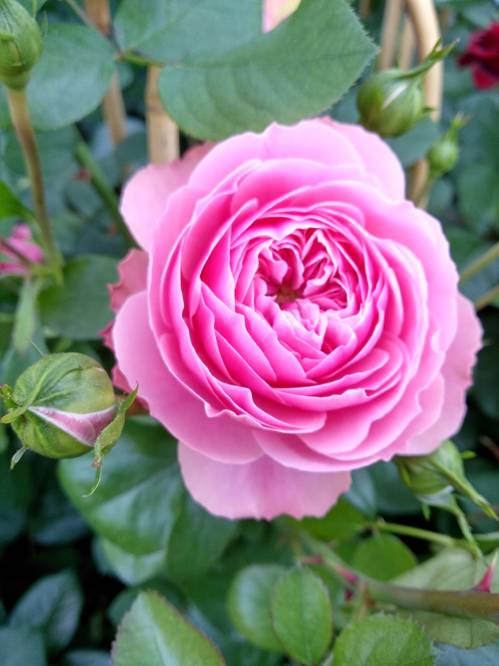 Xiaomi Redmi 5 Plus sample photo. Flower, rose, nature photography