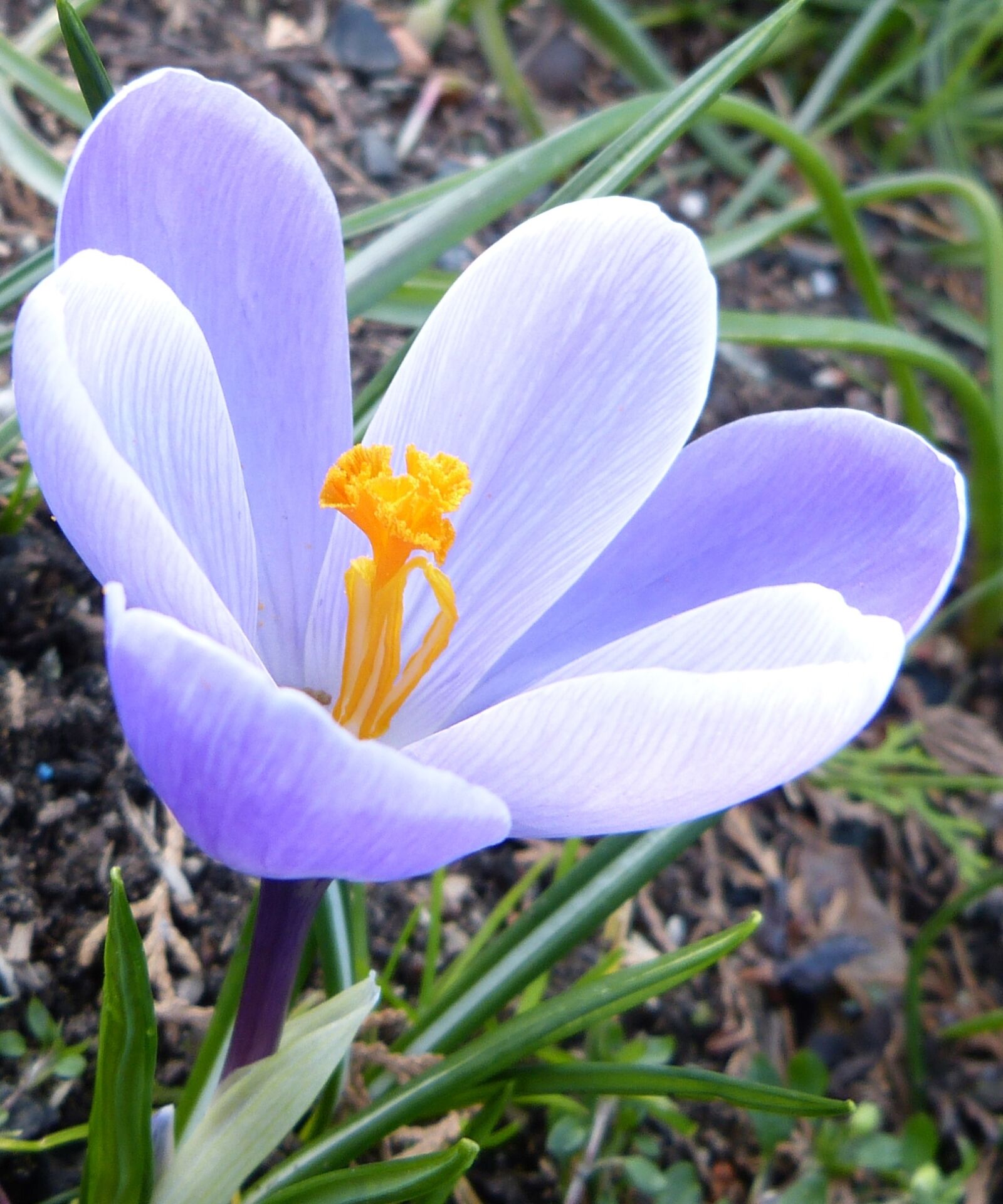 Panasonic Lumix DMC-FZ150 sample photo. Crocus, pistil, pestle photography