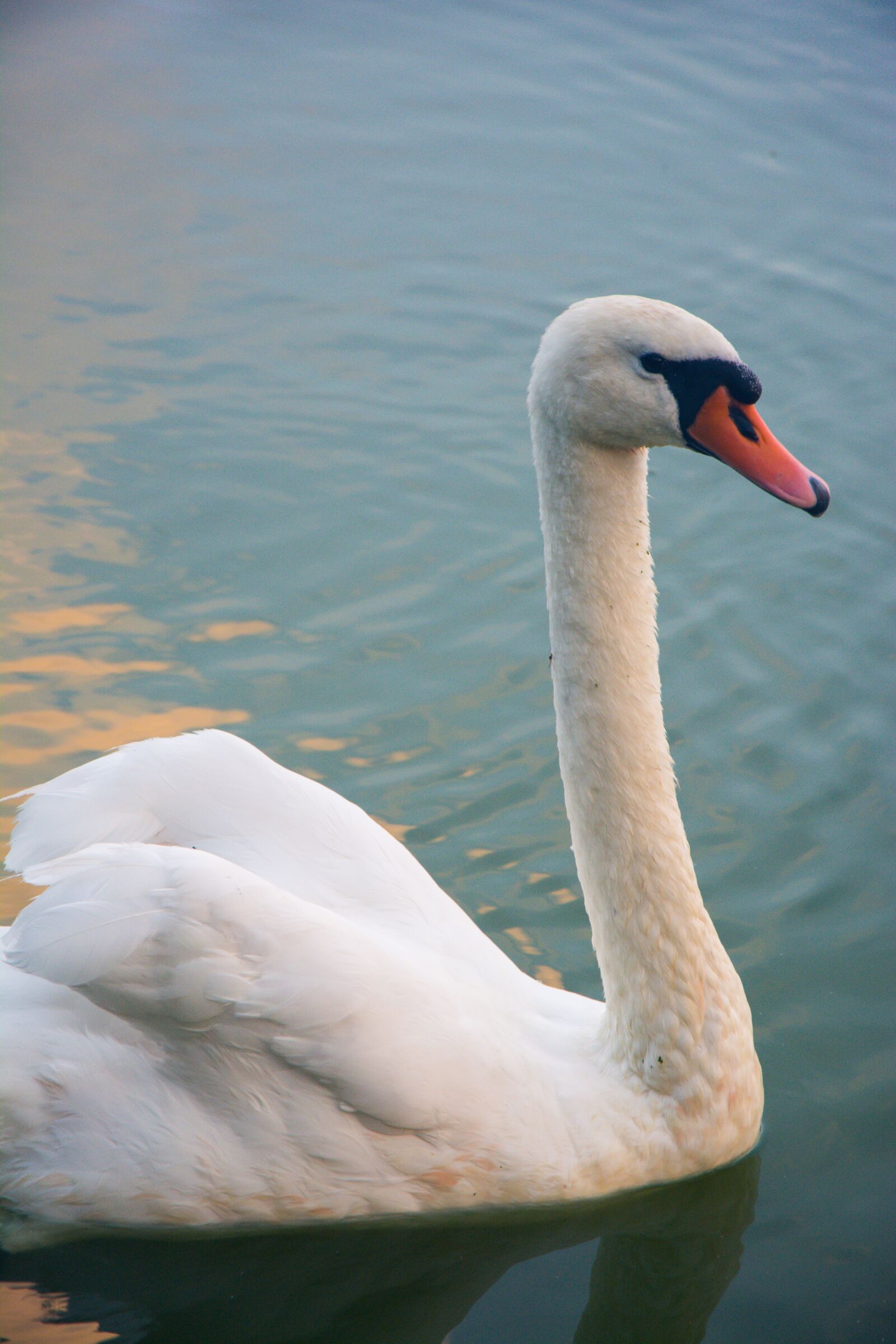 Nikon D5200 sample photo. Swan, bird, animal photography