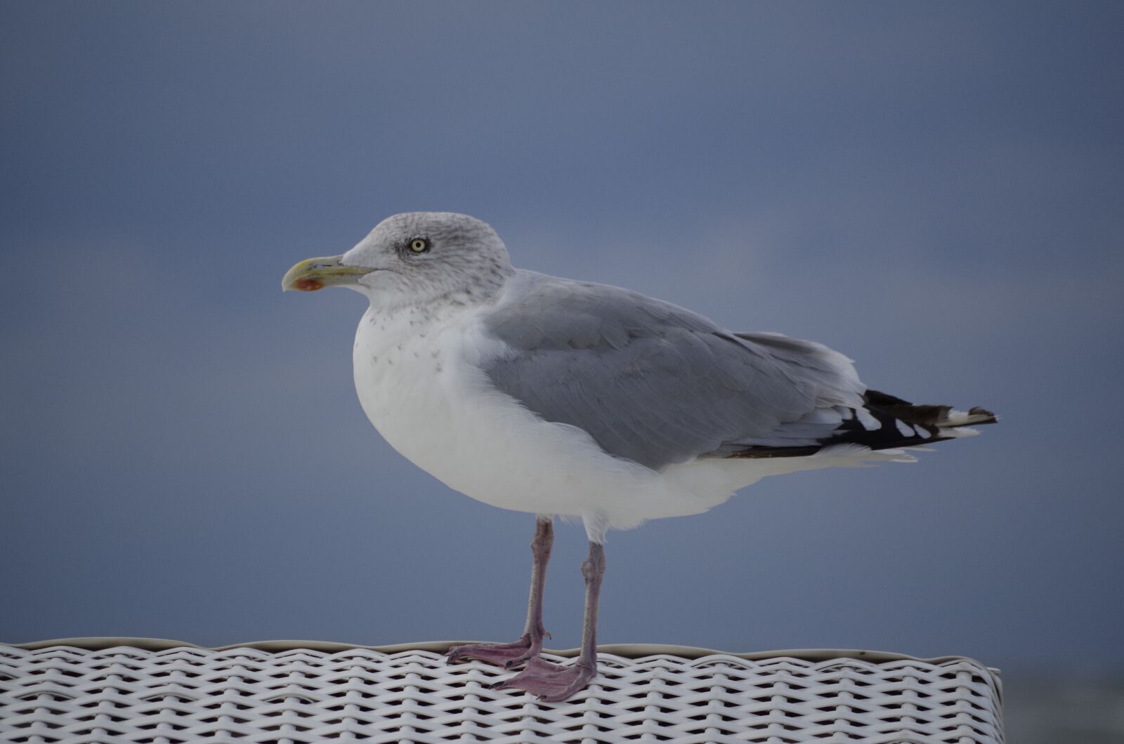 Pentax K-50 sample photo. Seagull, bird, beach chair photography