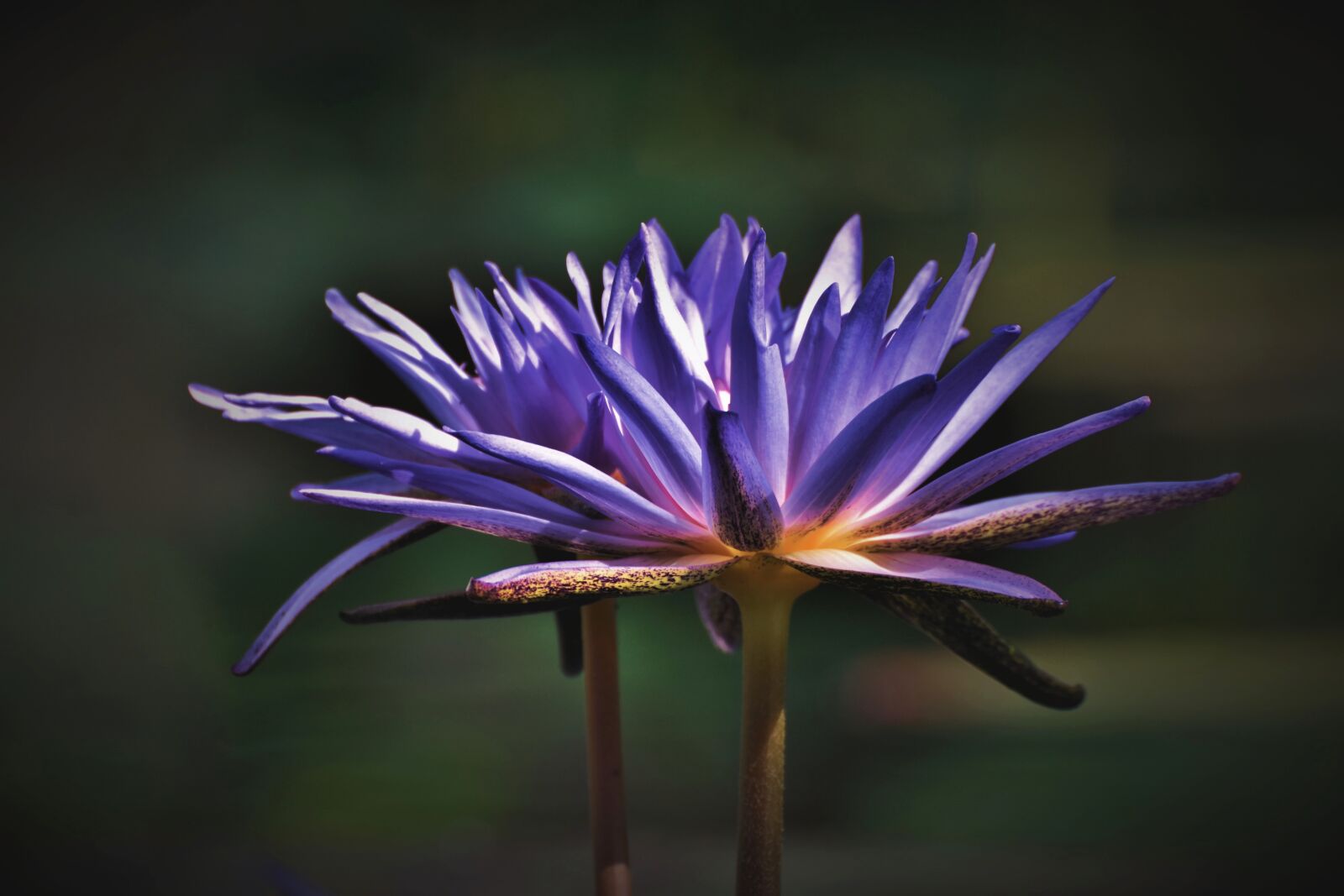 Nikon D7200 sample photo. Water lily, pond, lake photography