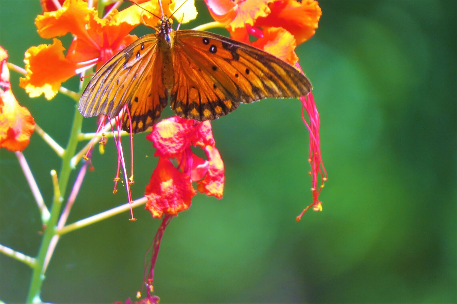 Canon PowerShot SX50 HS sample photo. Butterfly, rust, orange photography