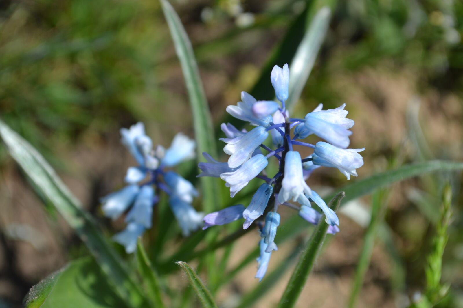 Nikon D3100 sample photo. Spring, flowers, flora photography