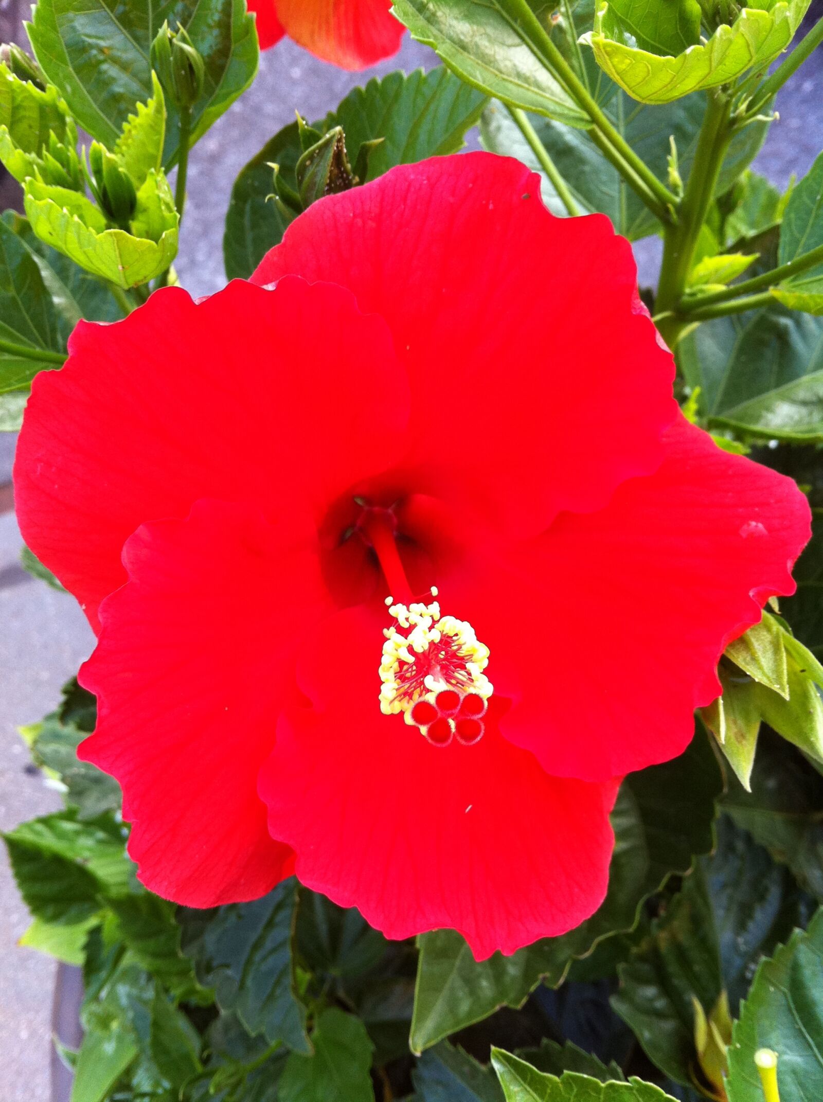 Apple iPhone 4 sample photo
