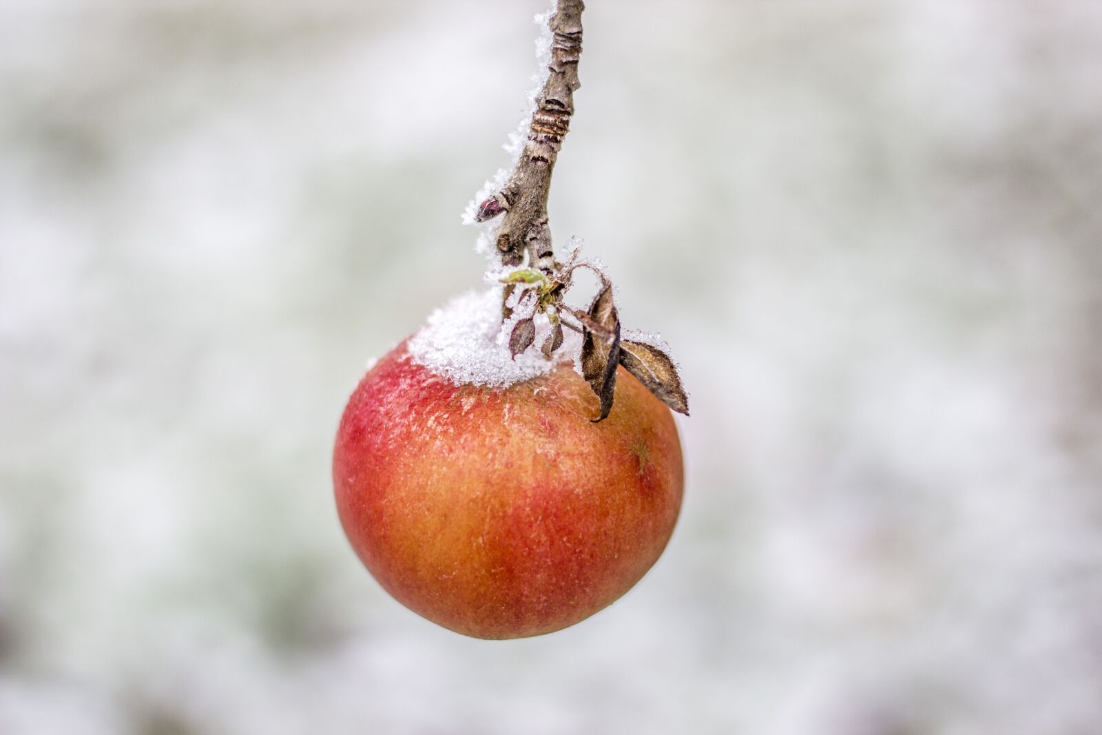Canon EOS 600D (Rebel EOS T3i / EOS Kiss X5) + Canon EF 50mm F1.8 STM sample photo. Apple, winter, snow photography