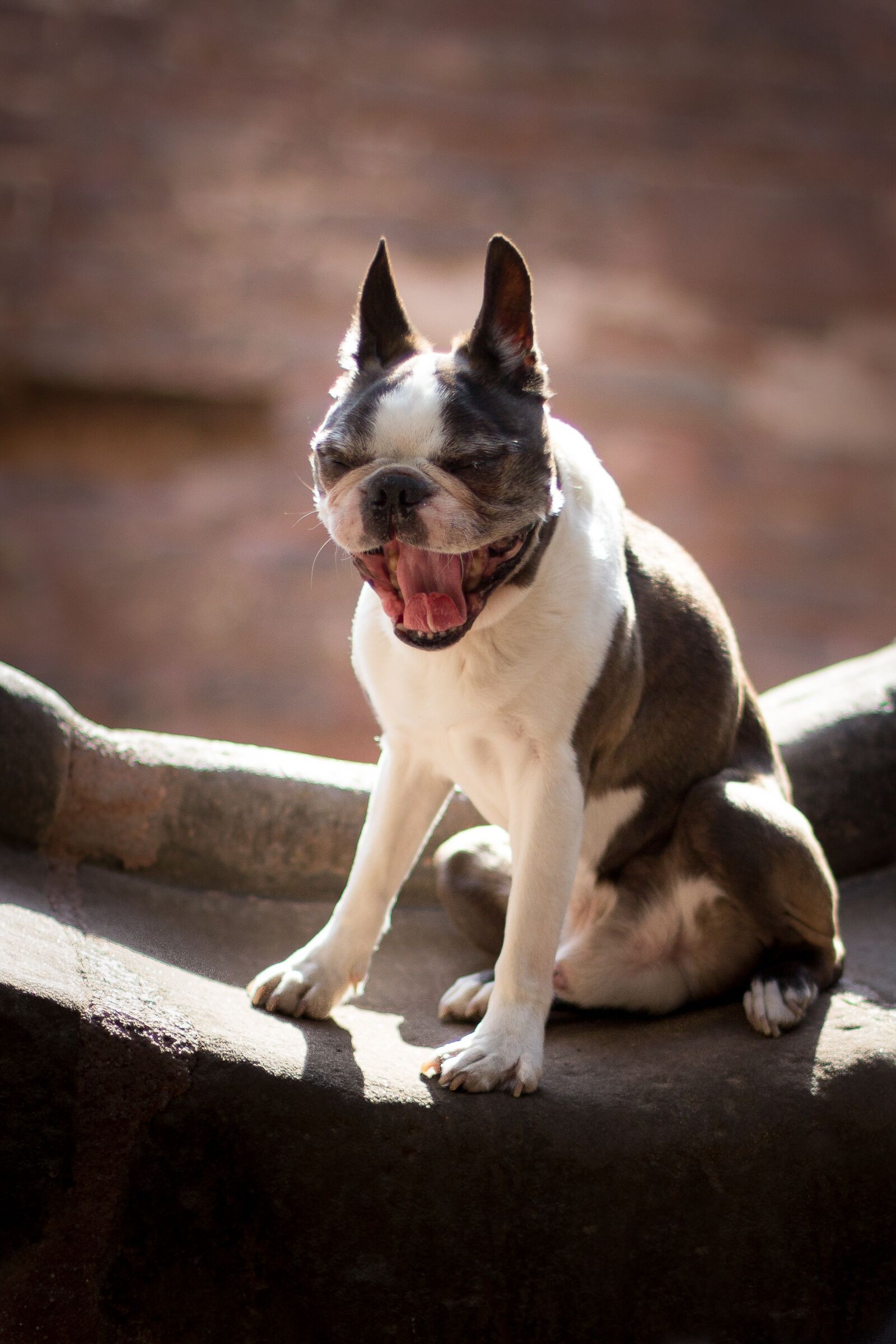 Canon EOS 60D + Canon EF 50mm F1.4 USM sample photo. Dog, boston terrier, tired photography