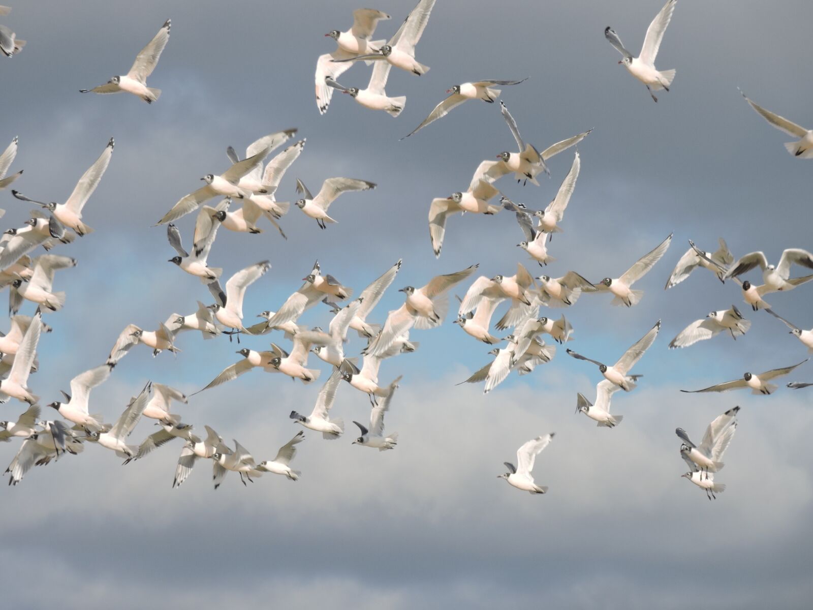Nikon Coolpix P600 sample photo. Birds, sky, ocean photography