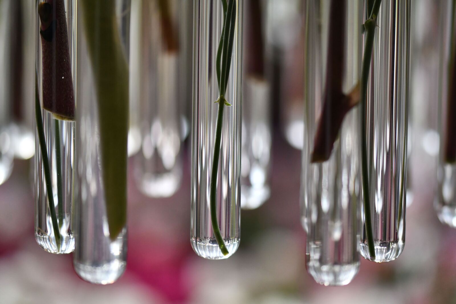 Nikon D500 sample photo. Test tubes, flowers, vase photography