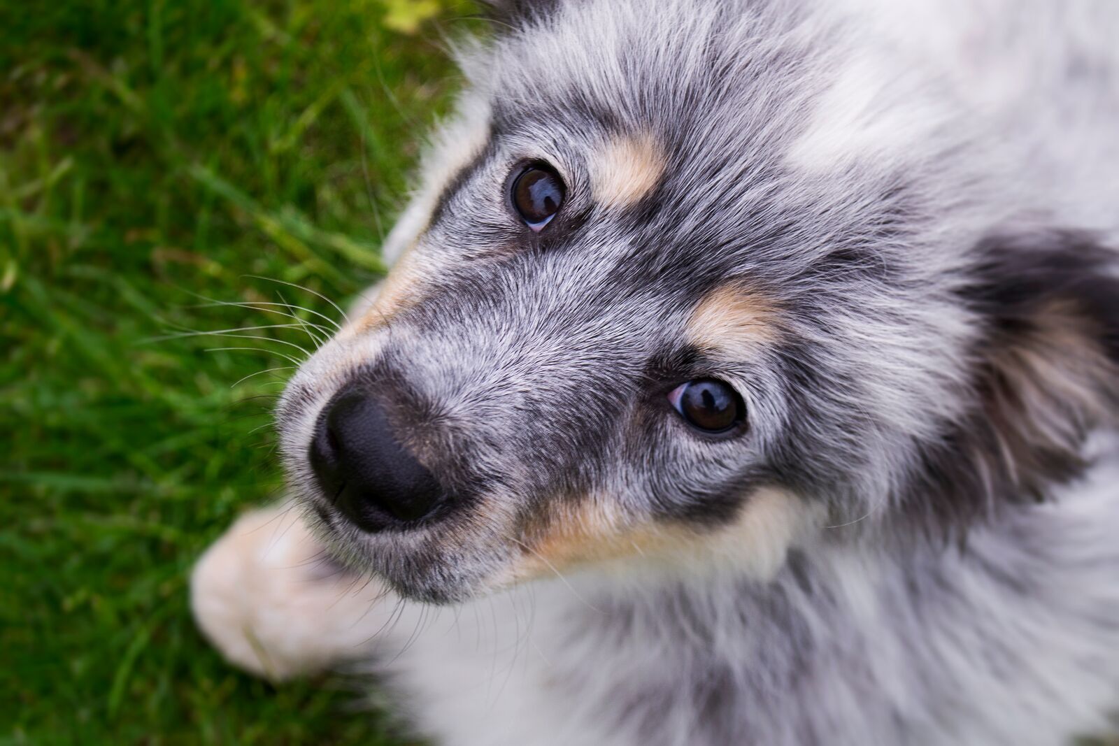 Nikon D3100 sample photo. Dog, puppy, funny photography