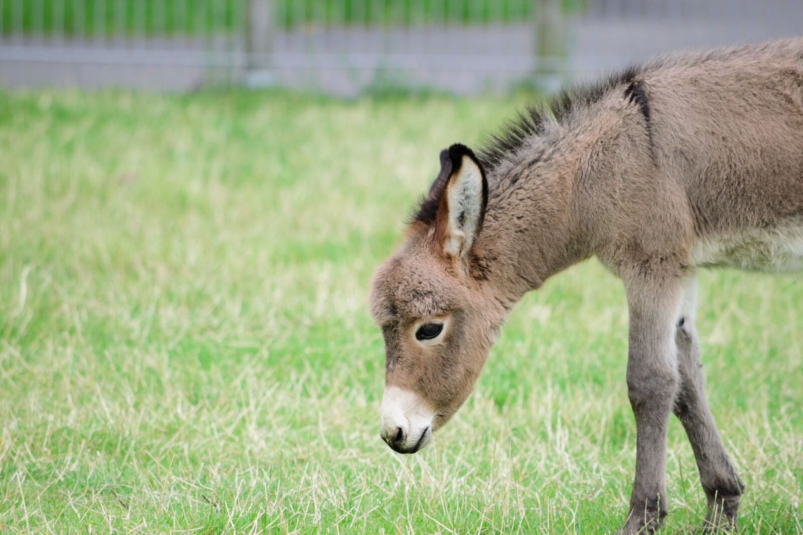 Nikon D3300 sample photo. Donkey, meadow, animal photography
