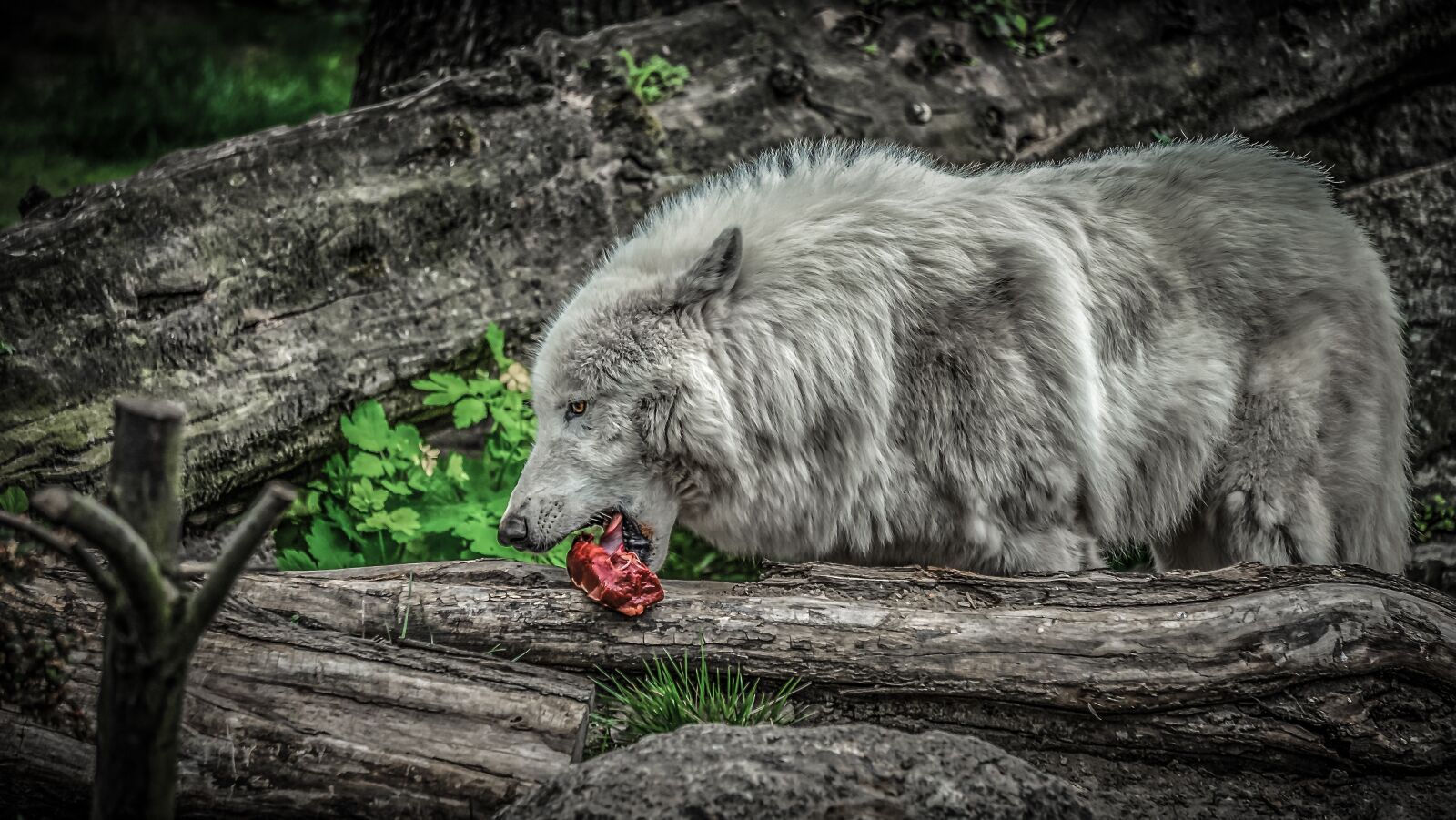 Sony E 55-210mm F4.5-6.3 OSS sample photo. Wolf, animal, predator photography