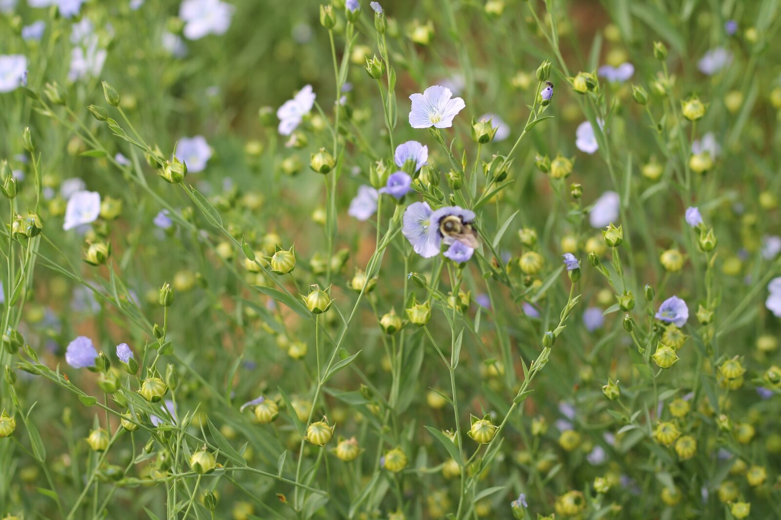 Canon EOS 1100D (EOS Rebel T3 / EOS Kiss X50) + Canon EF 50mm F1.8 STM sample photo. Flax, bee, spring photography