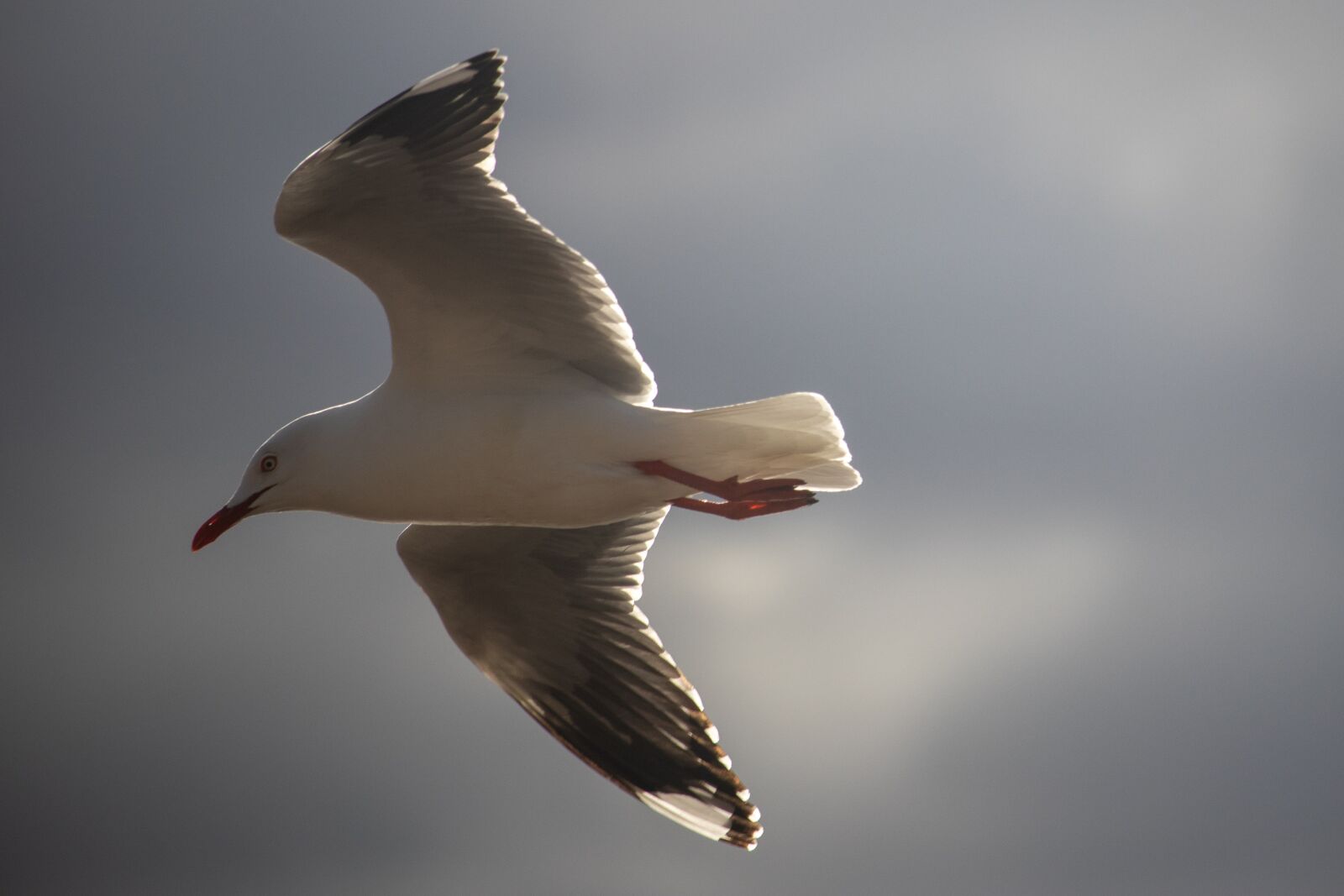 Canon EOS 200D (EOS Rebel SL2 / EOS Kiss X9) sample photo. Seagull, flying, bird photography