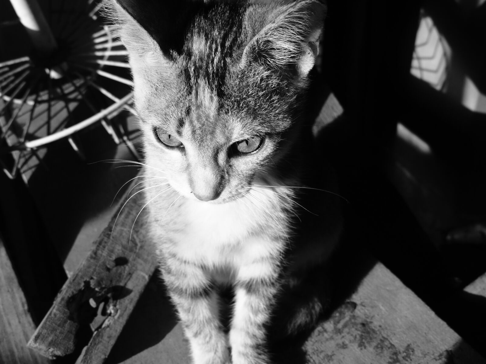 Nikon Coolpix P510 sample photo. Cat, white, and photography