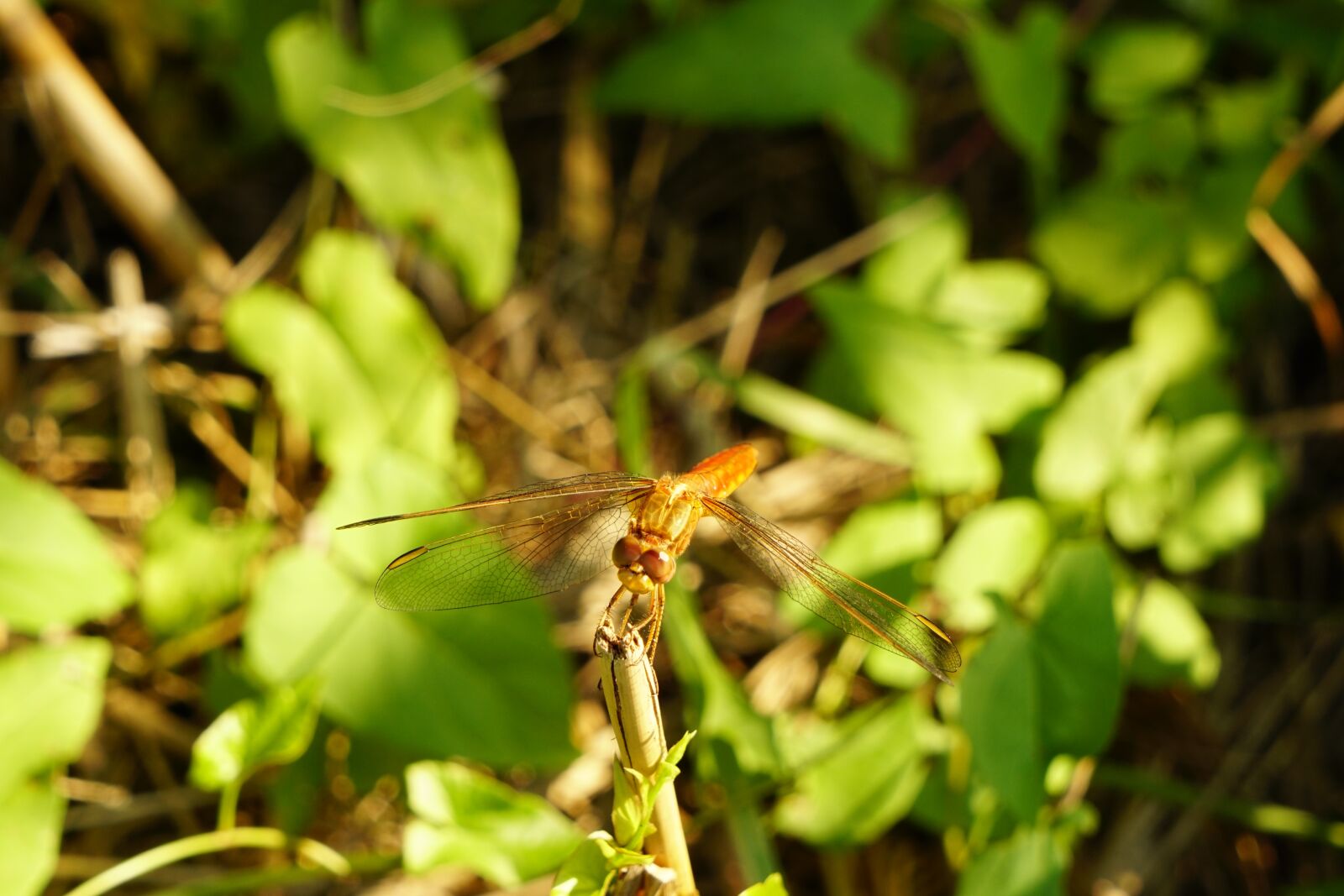 Sony a6300 sample photo. Dragonfly, insect photography