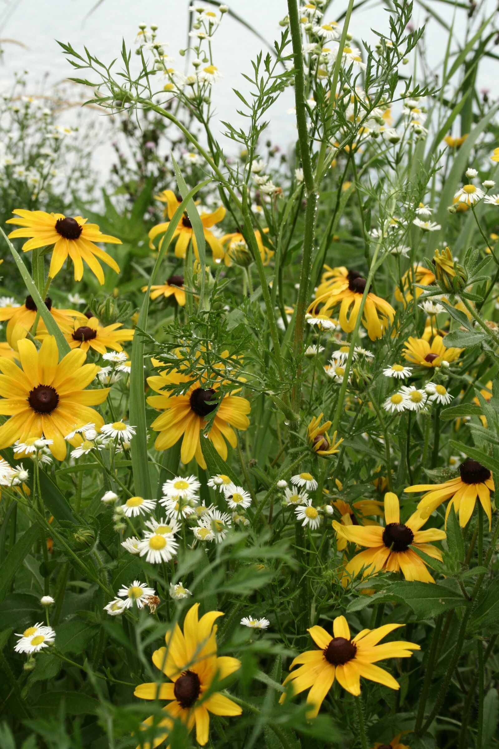 Canon EOS 350D (EOS Digital Rebel XT / EOS Kiss Digital N) sample photo. Cone flowers, yellow flowers photography