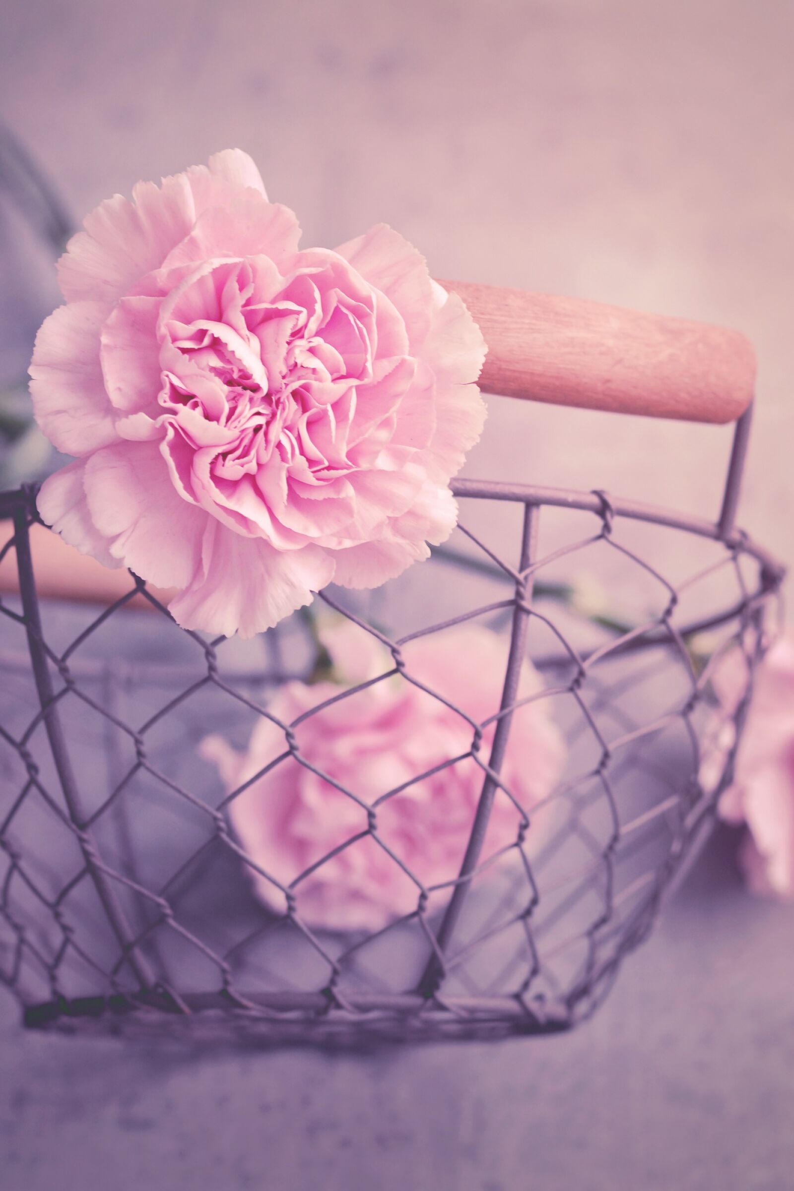 Nikon D7100 sample photo. Cloves, flowers, pink photography