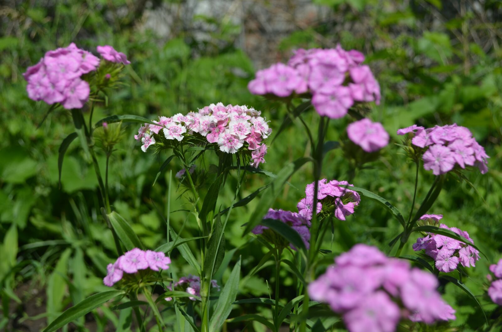 Nikon D5100 sample photo. Flowers, pink flowers, summer photography