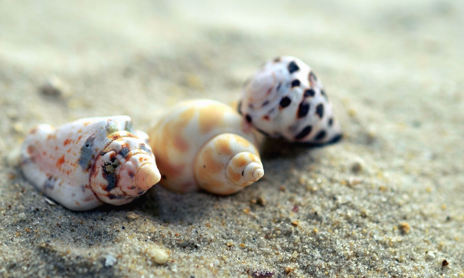 Nikon D5100 sample photo. Seashell, sand, beach, invertebrate photography