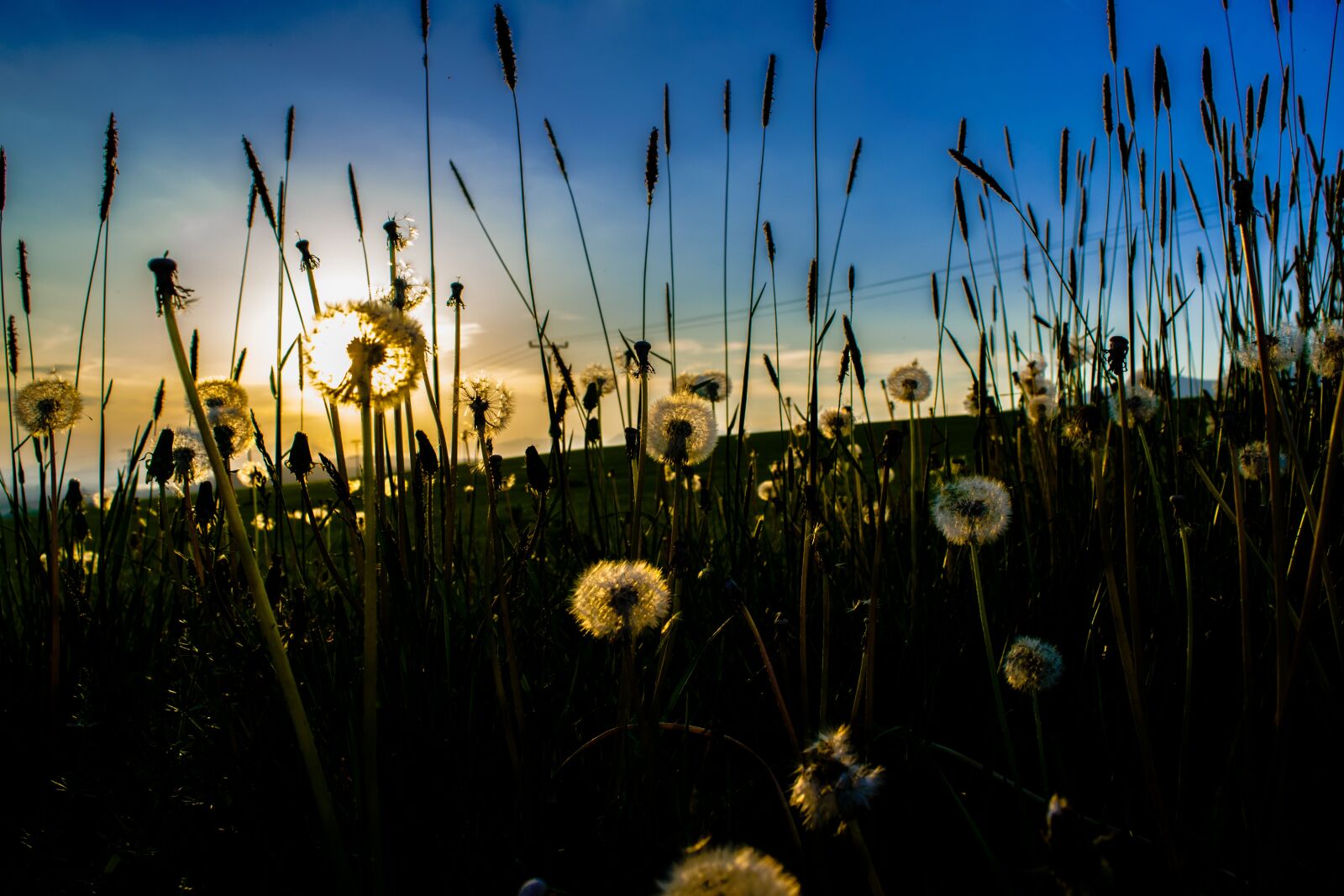 Nikon D3300 sample photo. Sunset, flowers, dandelions photography