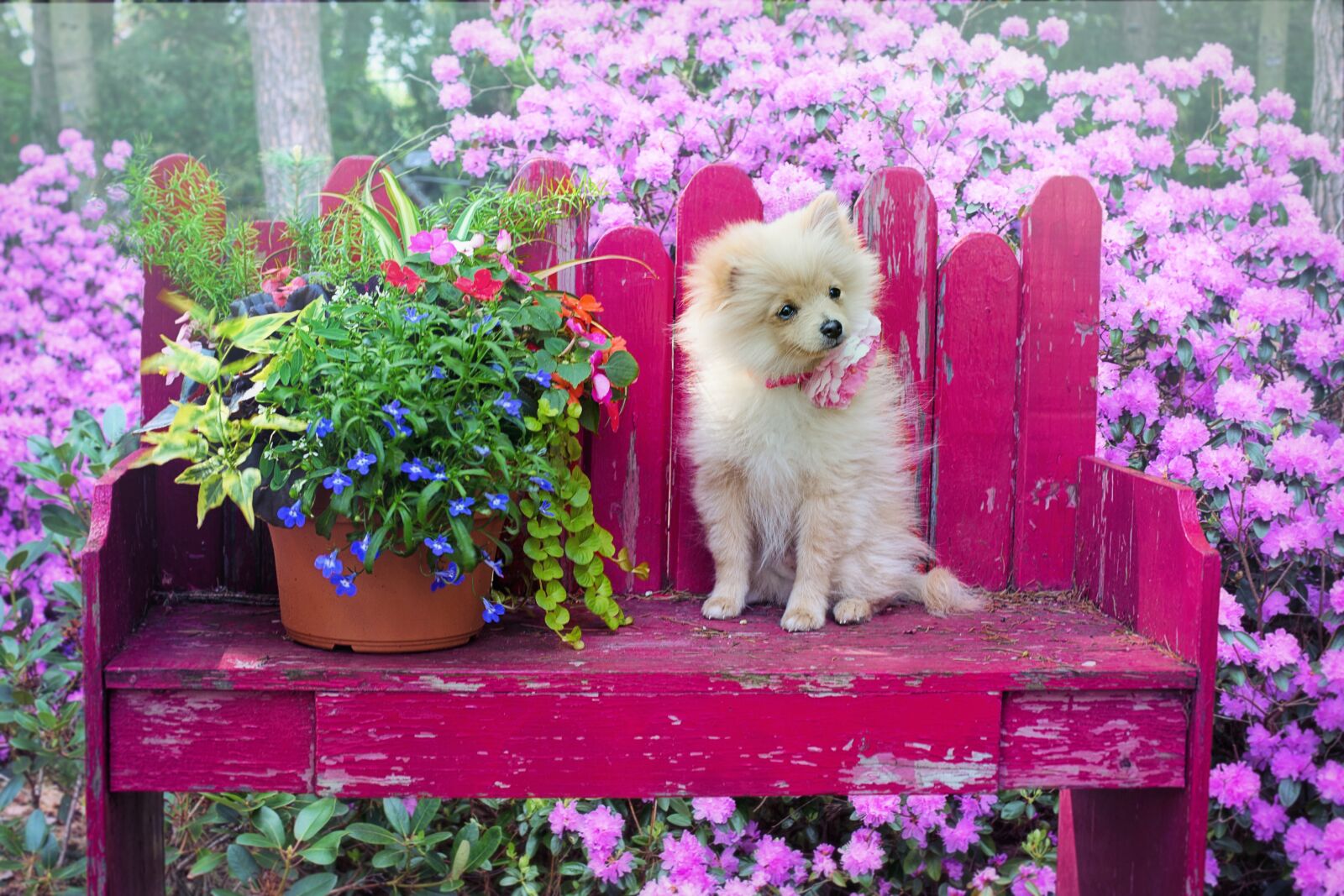 Canon EF 50mm F1.4 USM sample photo. Dog, puppy, pomeranian photography