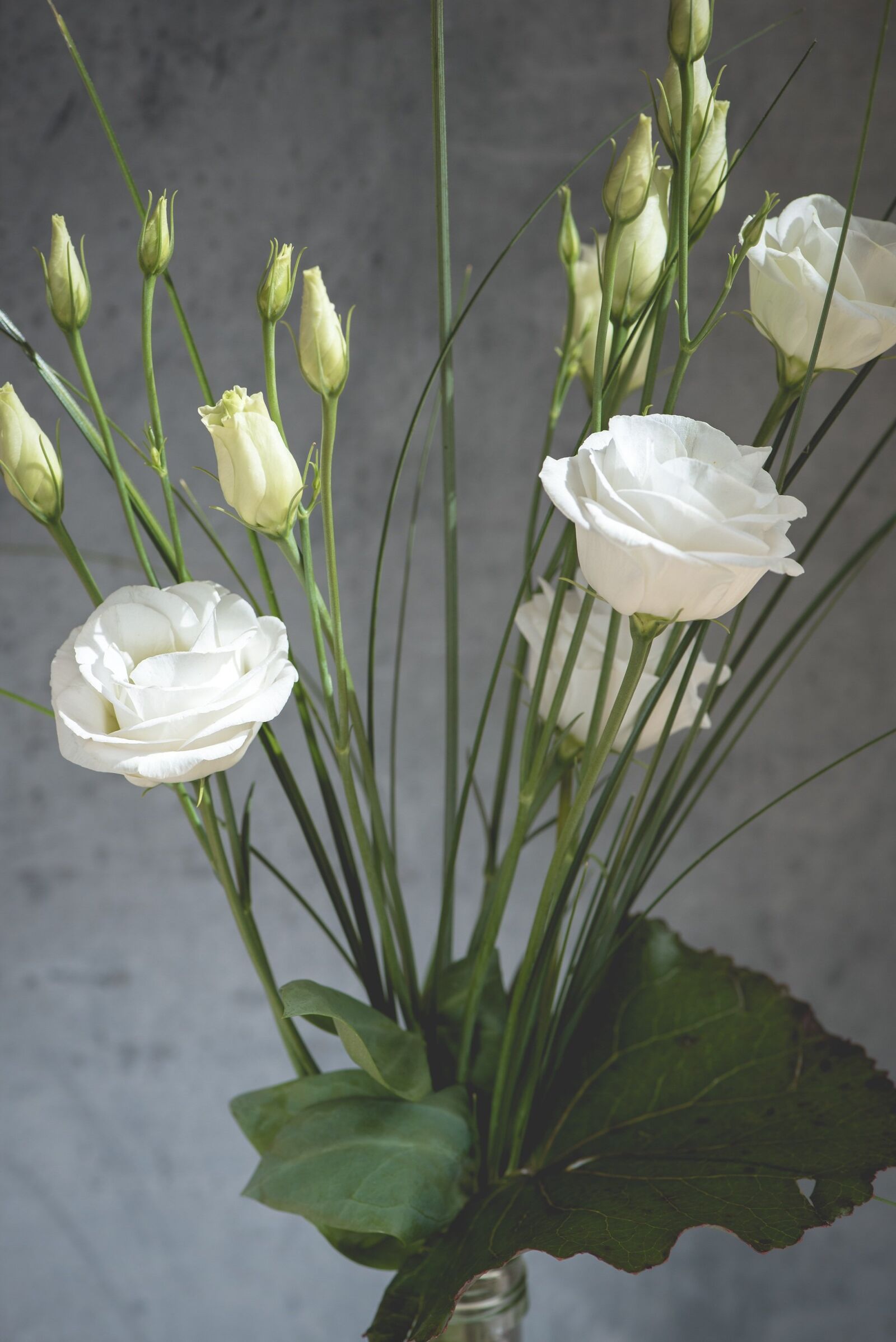 Nikon D750 sample photo. Lisianthus, flower, blossom photography